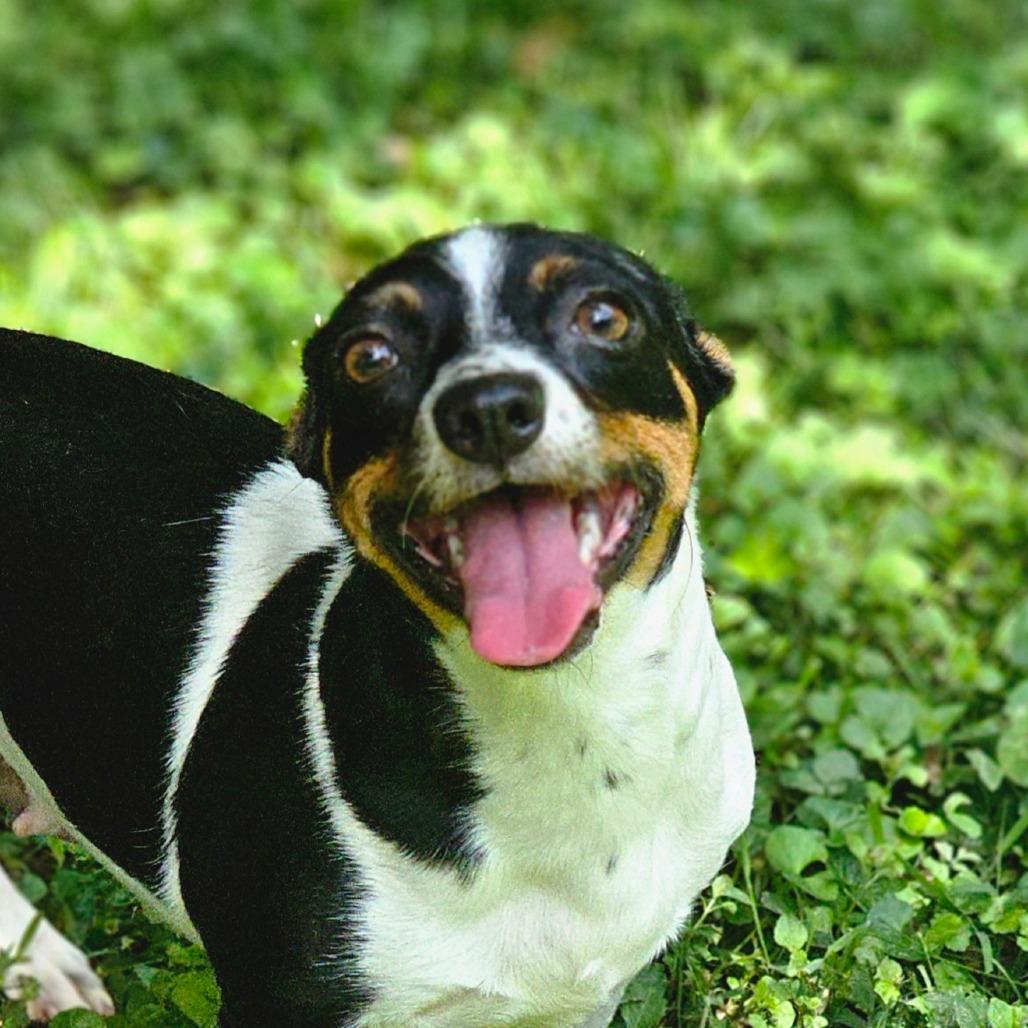Kerrigan, a Adoptable mixed breed in Winchester, TN image 1/6