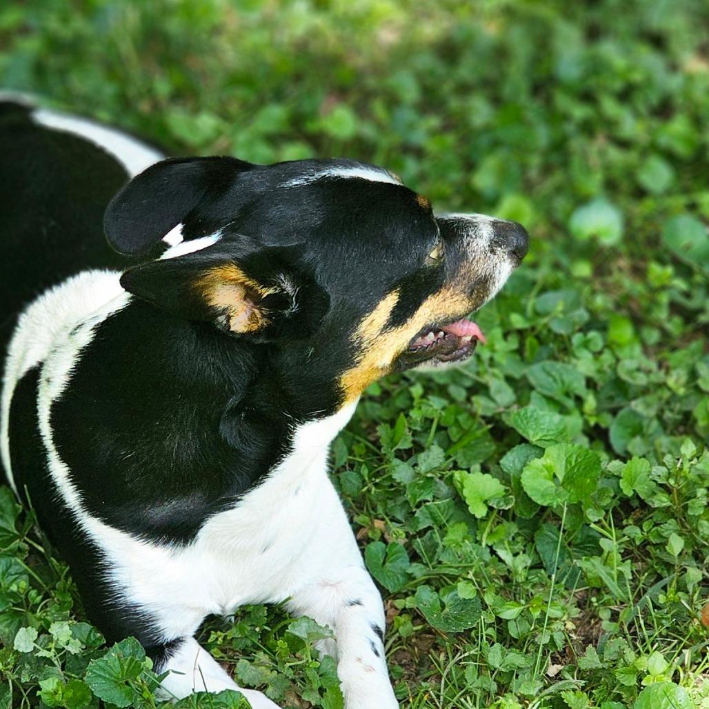 Kerrigan, a Adoptable mixed breed in Winchester, TN image 2/6
