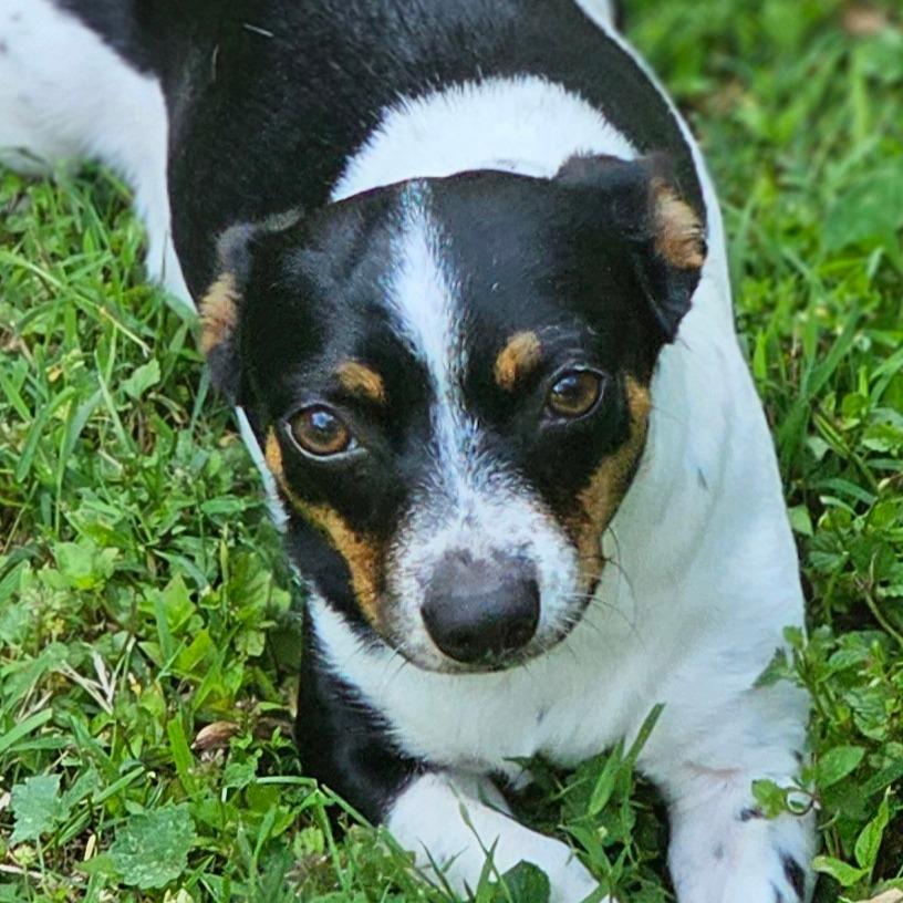 Kerrigan, a Adoptable mixed breed in Winchester, TN image 3/6