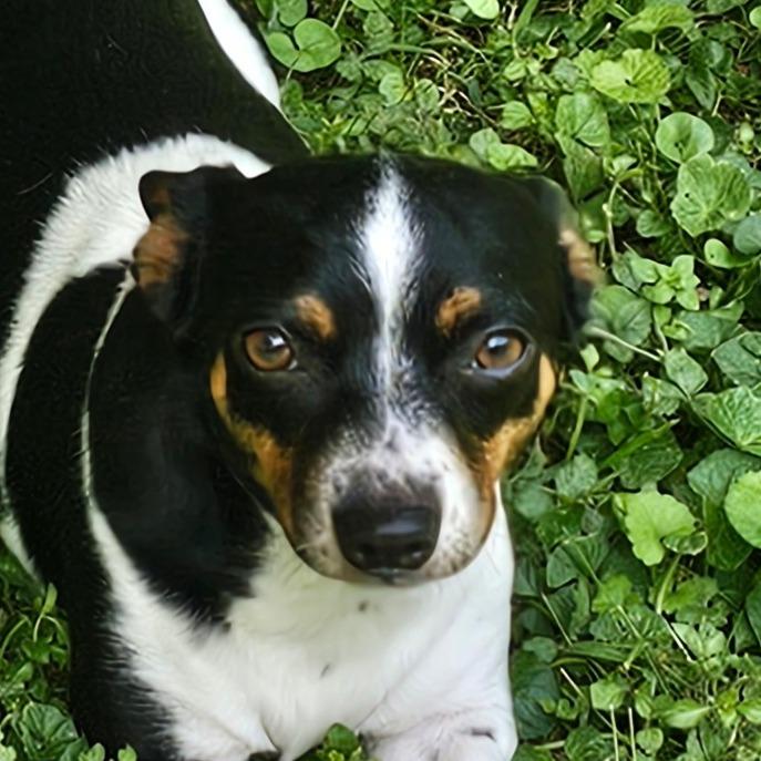 Kerrigan, a Adoptable mixed breed in Winchester, TN image 4/6