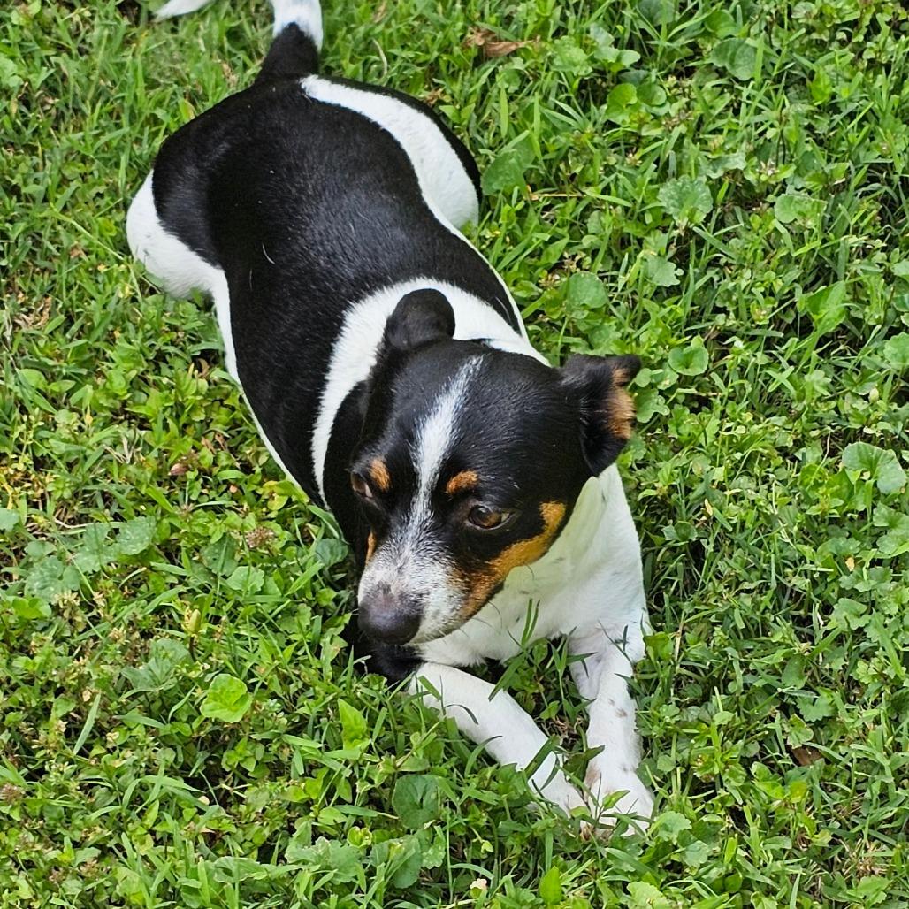 Kerrigan, a Adoptable mixed breed in Winchester, TN image 5/6