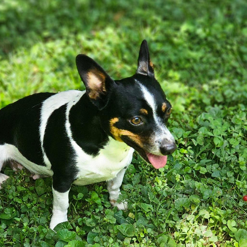 Kerrigan, a Adoptable mixed breed in Winchester, TN image 6/6