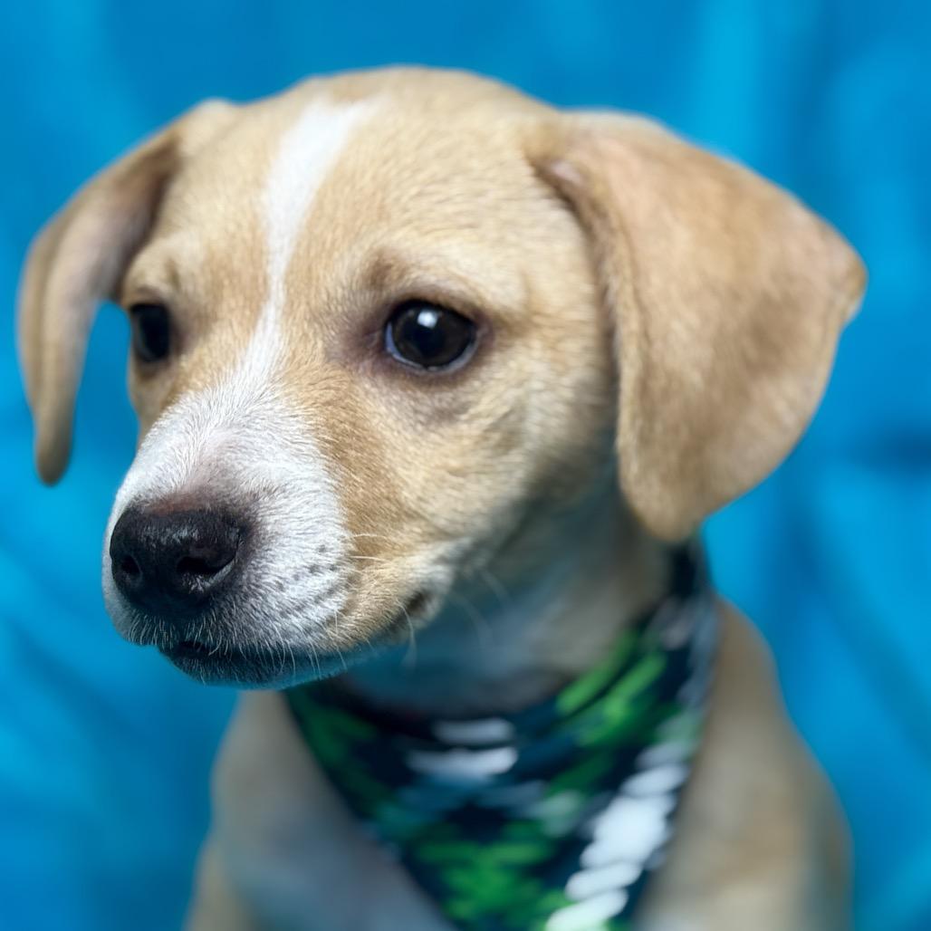 Porter - Chihuahua puppy, a Adoptable Chihuahua in Hondo, TX image 1/3