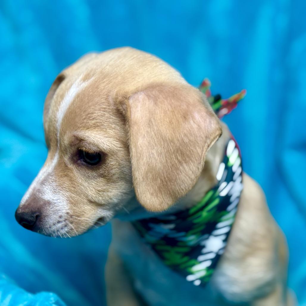 Porter - Chihuahua puppy, a Adoptable Chihuahua in Hondo, TX image 2/3