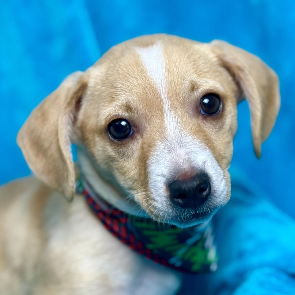 Porter - Chihuahua puppy, a Adoptable Chihuahua in Hondo, TX image 3/3