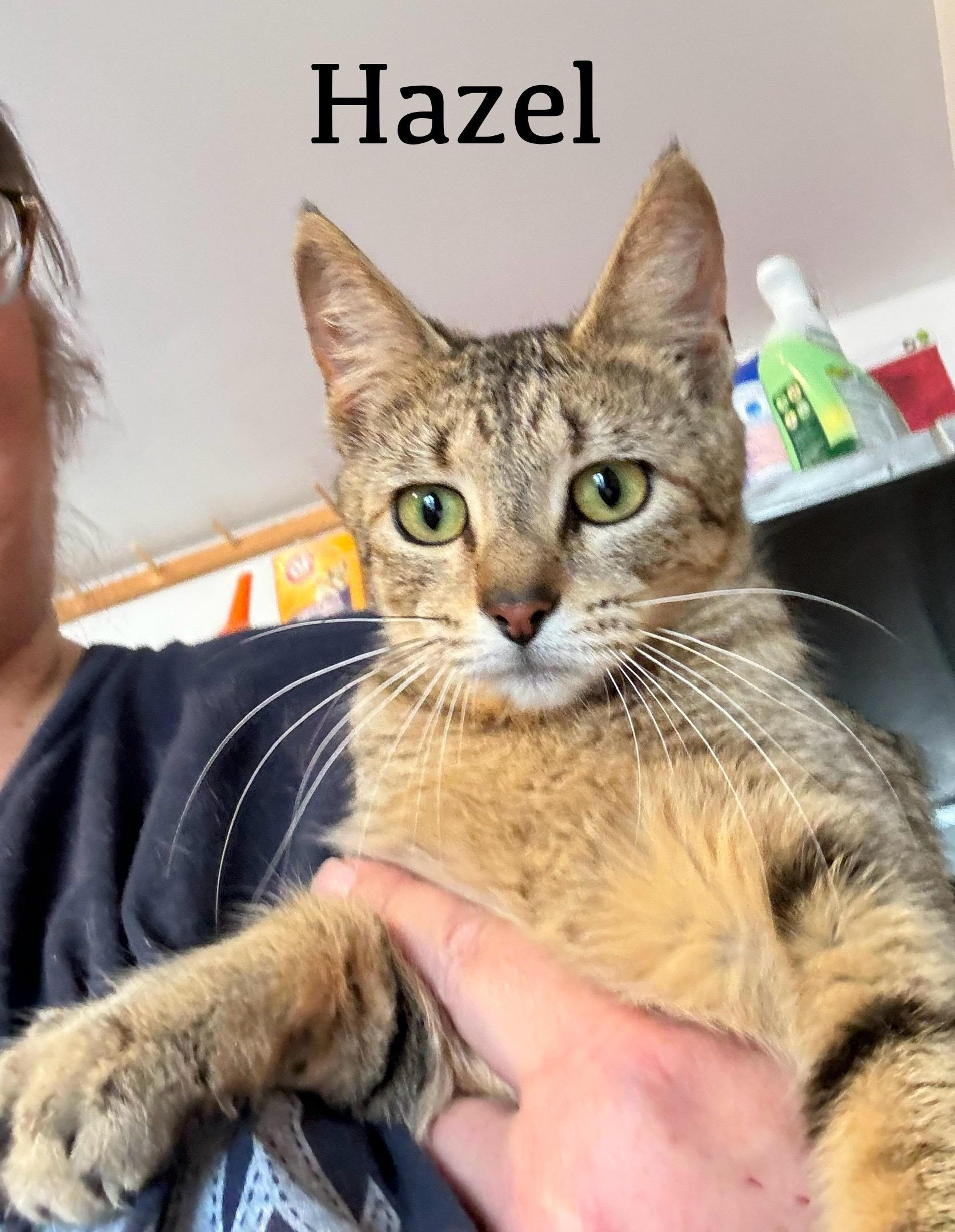Hazel, Young Female Tabby