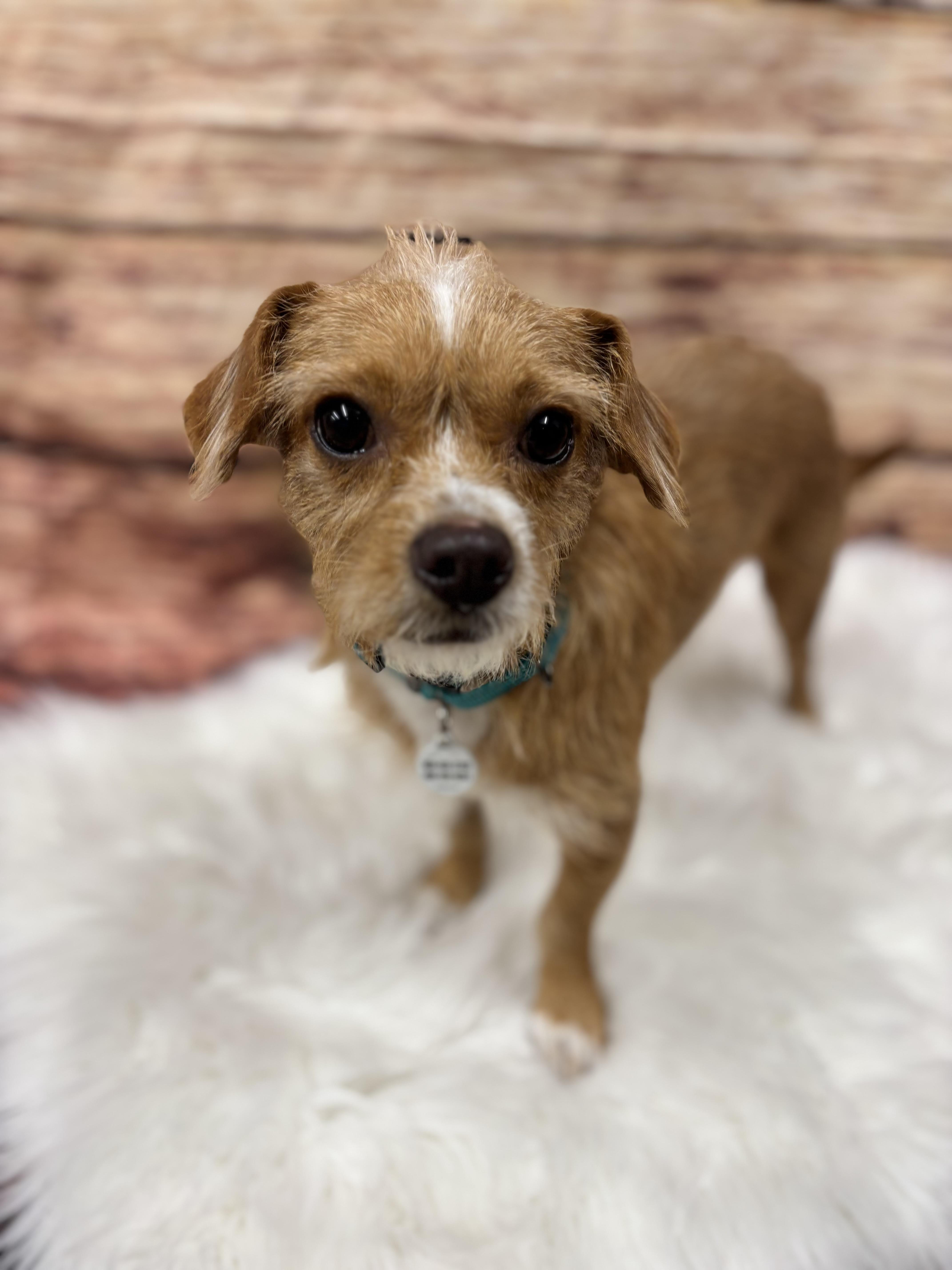 Scooter, an adoptable Affenpinscher, Chihuahua in Phoenix, AZ, 85083 | Photo Image 1