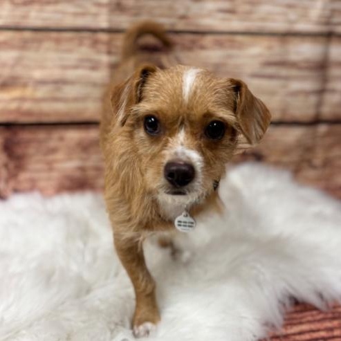 Scooter, Adoptable, Young Male Affenpinscher & Chihuahua.