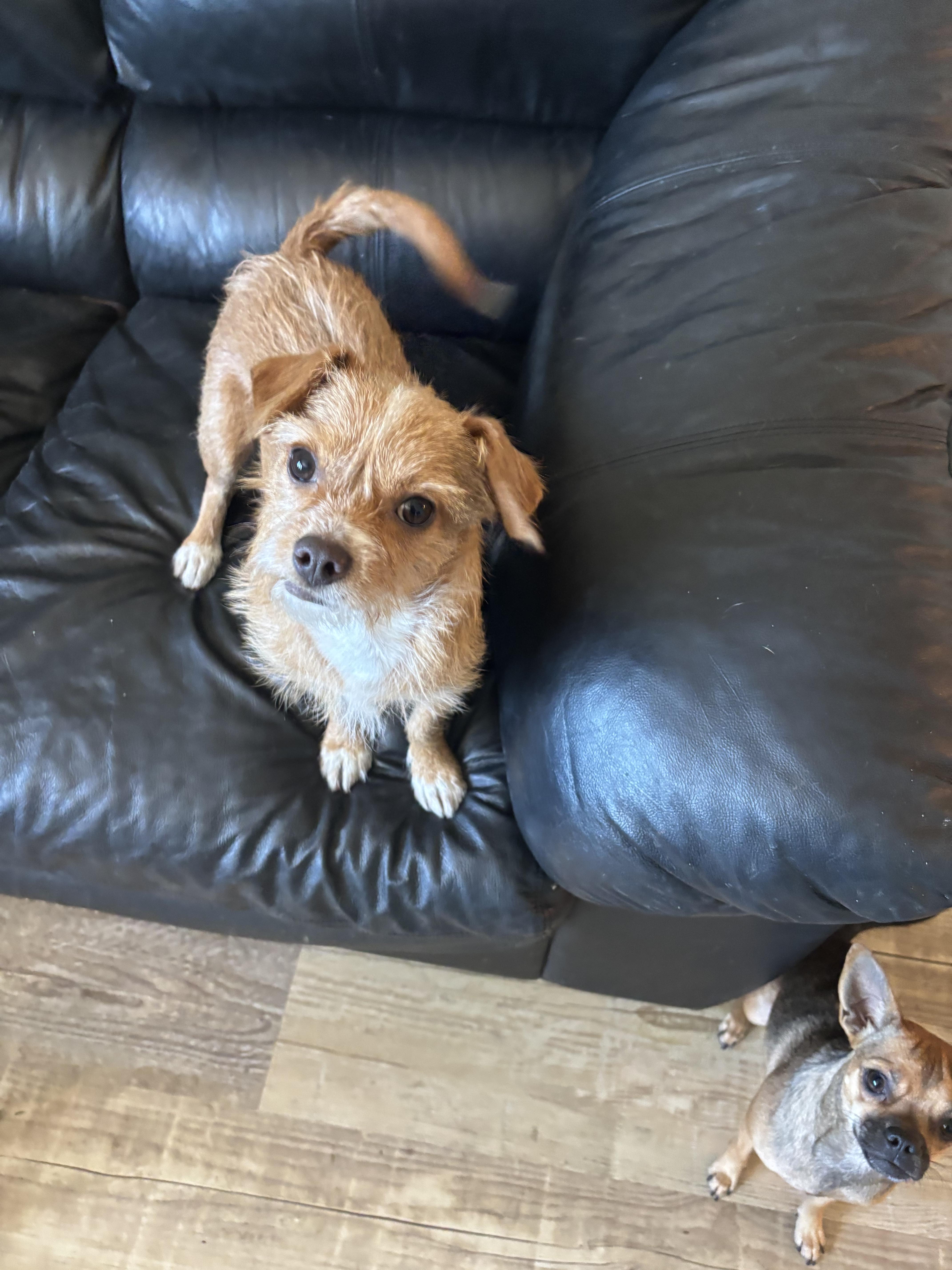 Scooter, an adoptable Affenpinscher, Chihuahua in Phoenix, AZ, 85083 | Photo Image 3
