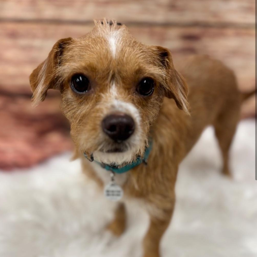 Scooter, a Adoptable mixed breed in Phoenix, AZ image 2/5