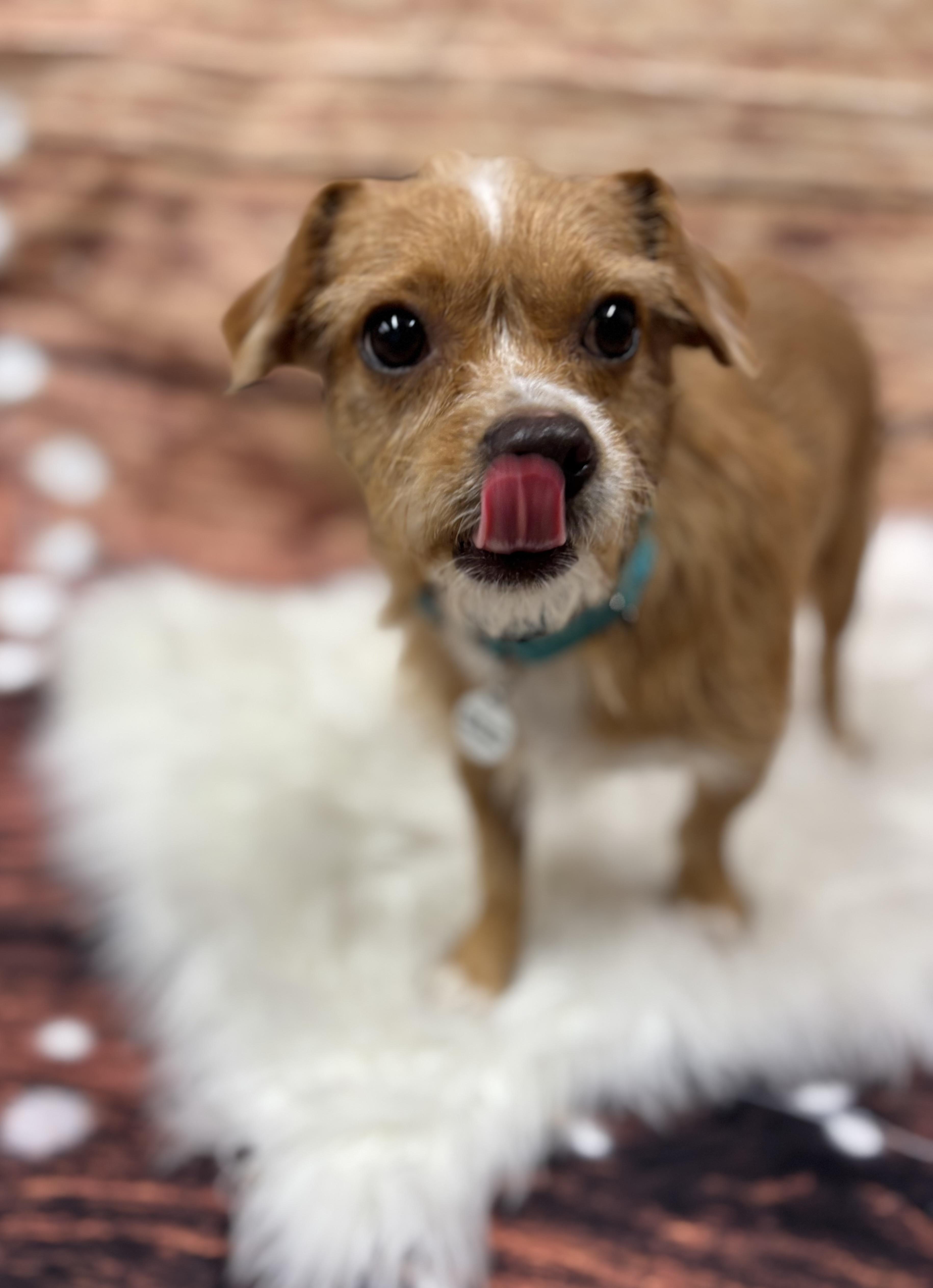 Scooter, an adoptable Affenpinscher, Chihuahua in Phoenix, AZ, 85083 | Photo Image 5