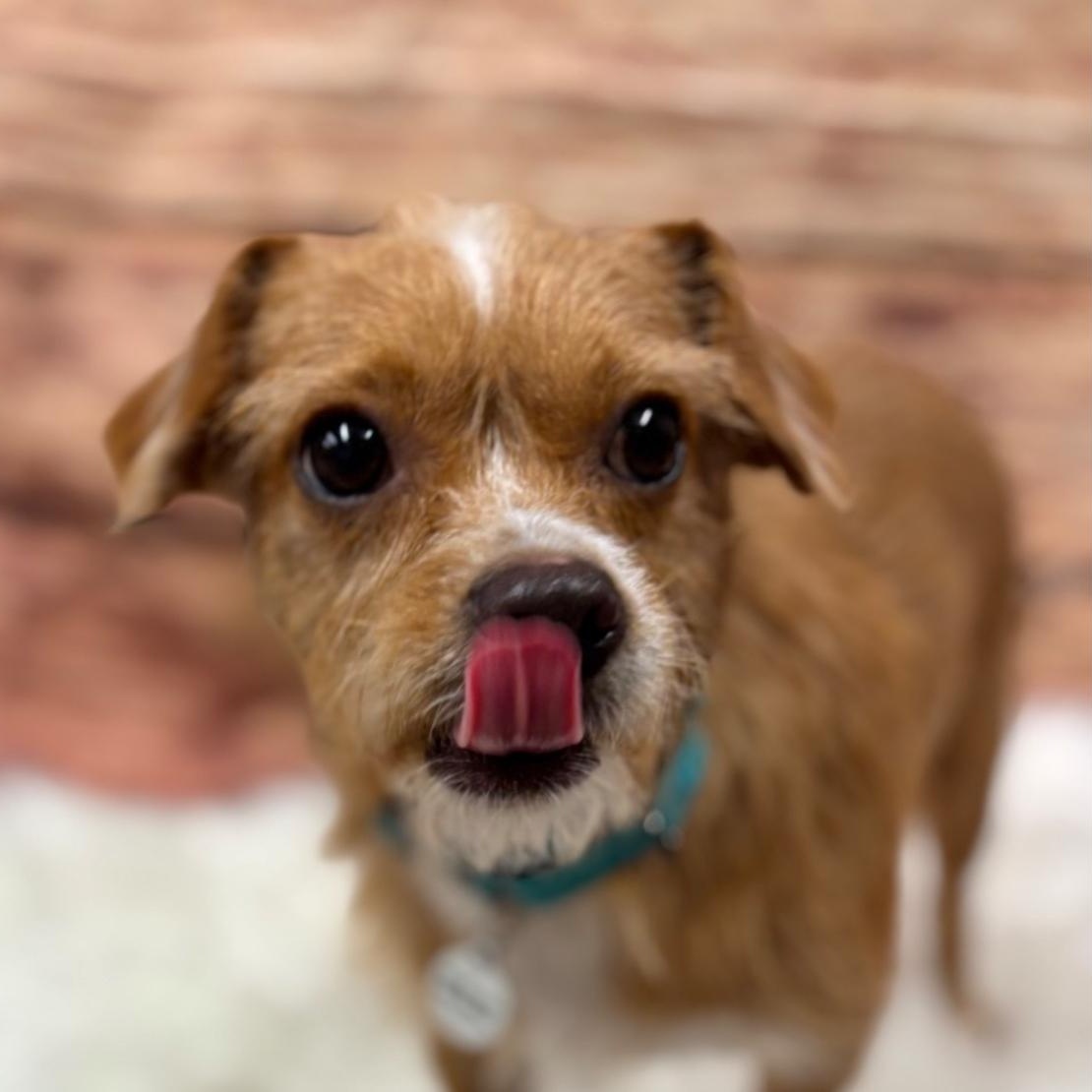 Scooter, a Adoptable mixed breed in Phoenix, AZ image 3/5