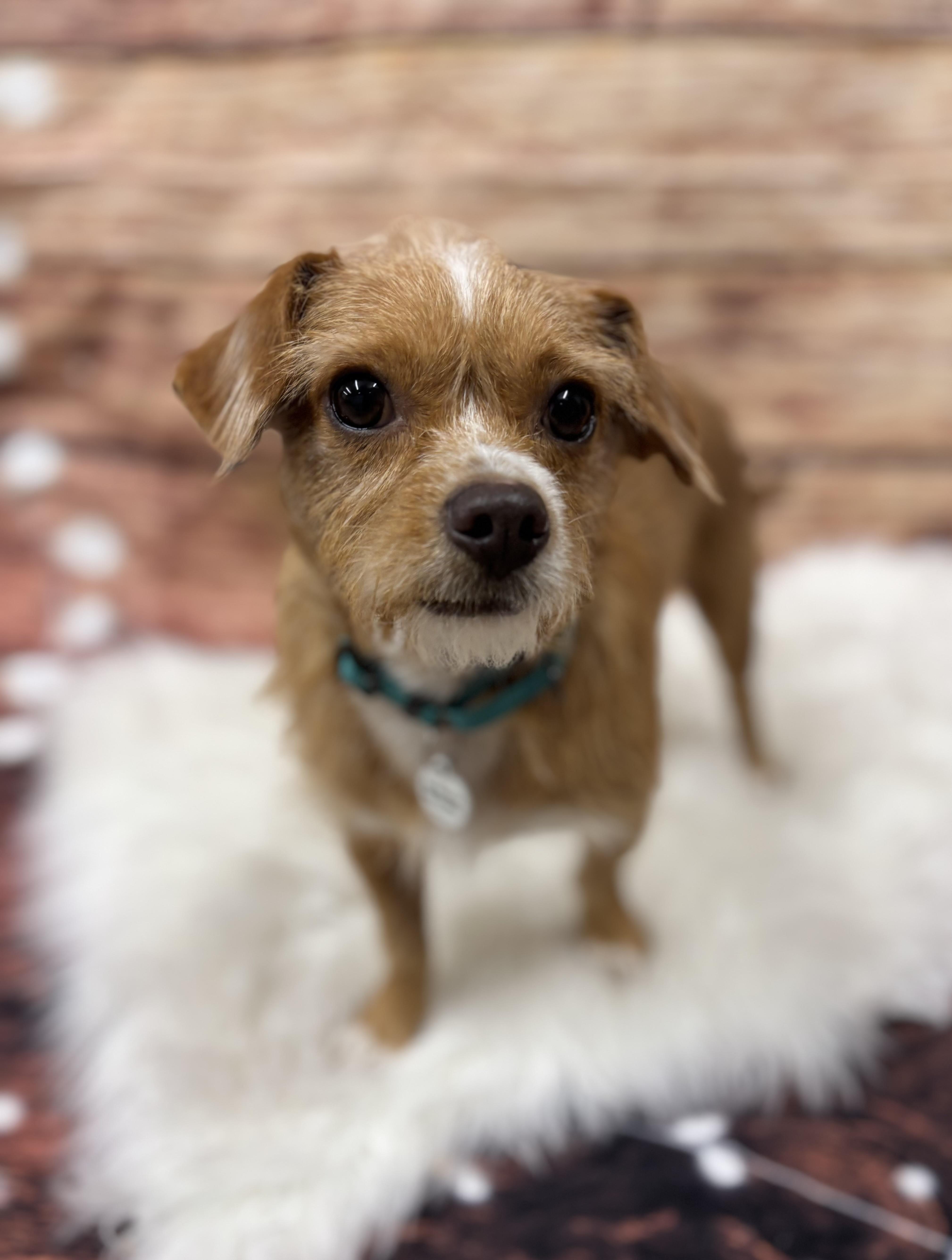 Scooter, an adoptable Affenpinscher, Chihuahua in Phoenix, AZ, 85083 | Photo Image 4