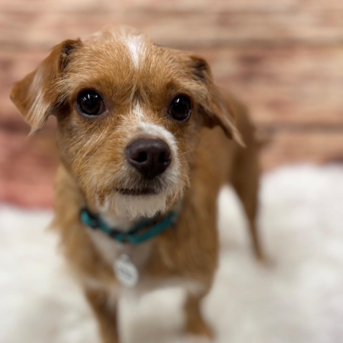 Scooter, a Adoptable mixed breed in Phoenix, AZ image 4/5