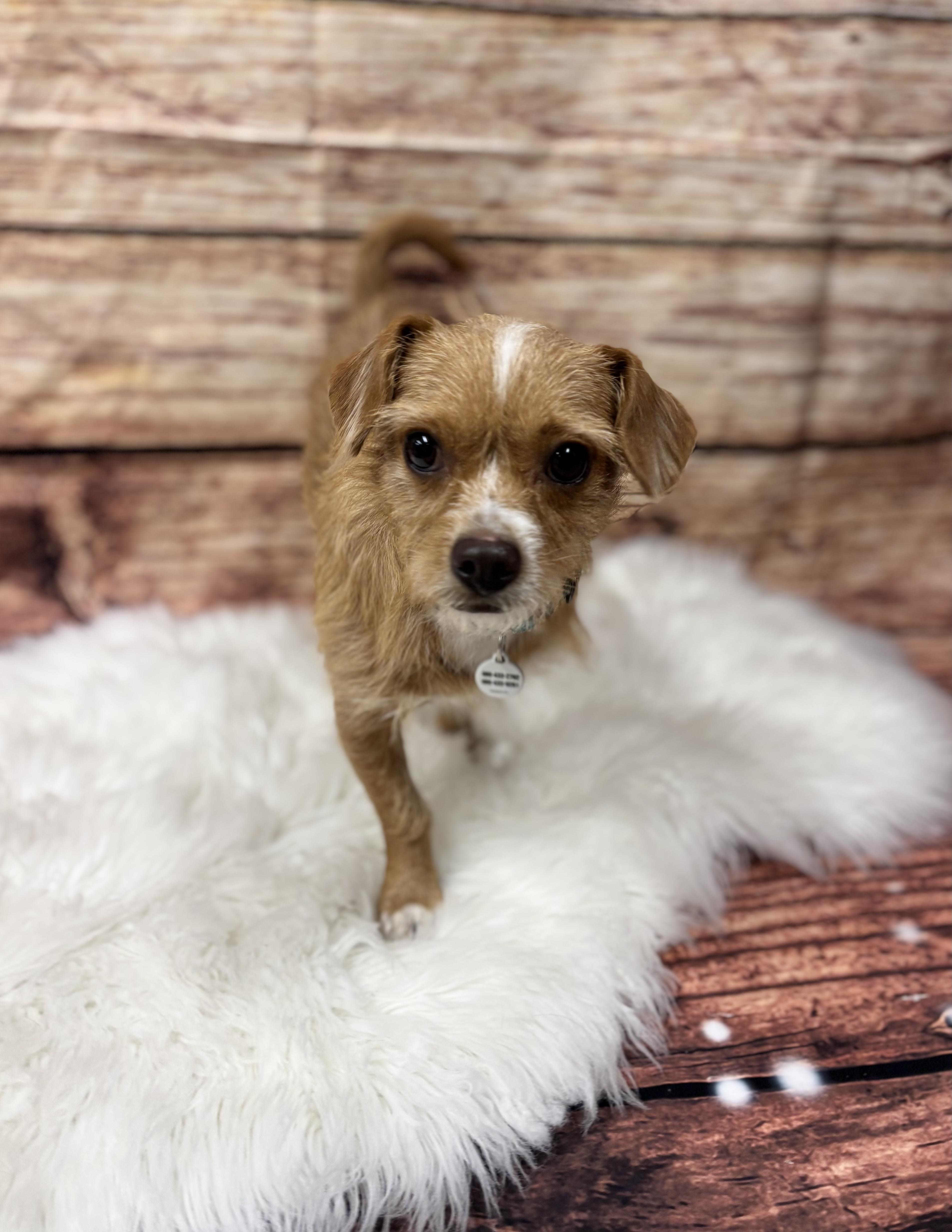 Scooter, an adoptable Affenpinscher, Chihuahua in Phoenix, AZ, 85083 | Photo Image 3
