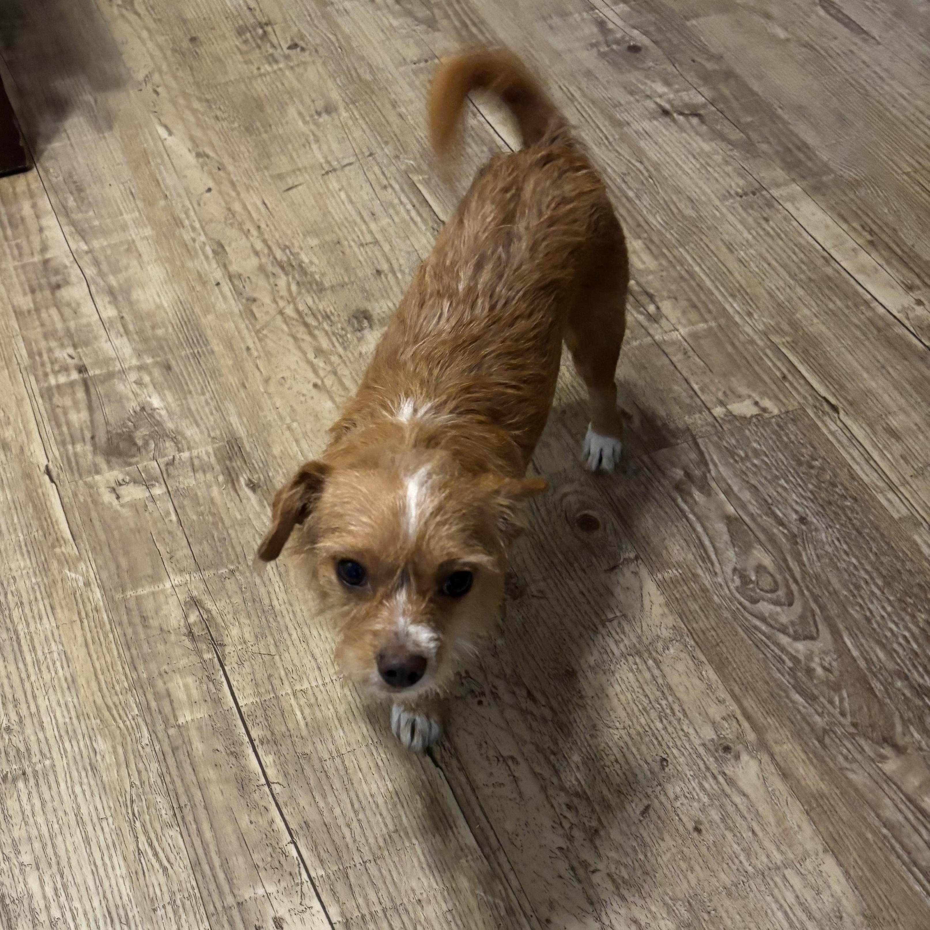 Scooter, an adoptable Affenpinscher, Chihuahua in Phoenix, AZ, 85083 | Photo Image 5