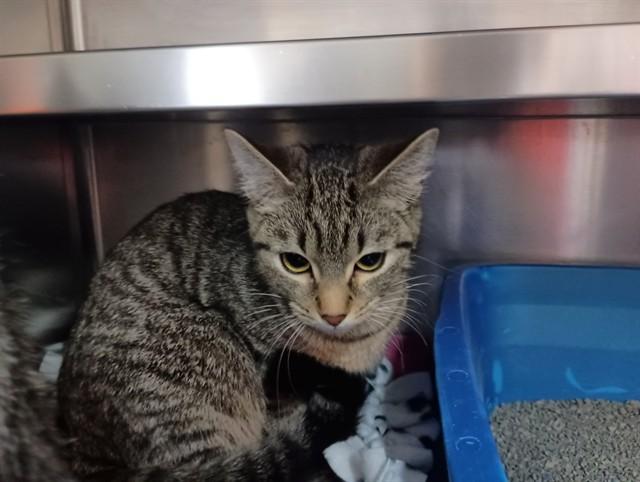 Enlarge STARLITE, a Adoptable Domestic Short Hair in Ames, IA image 1/1