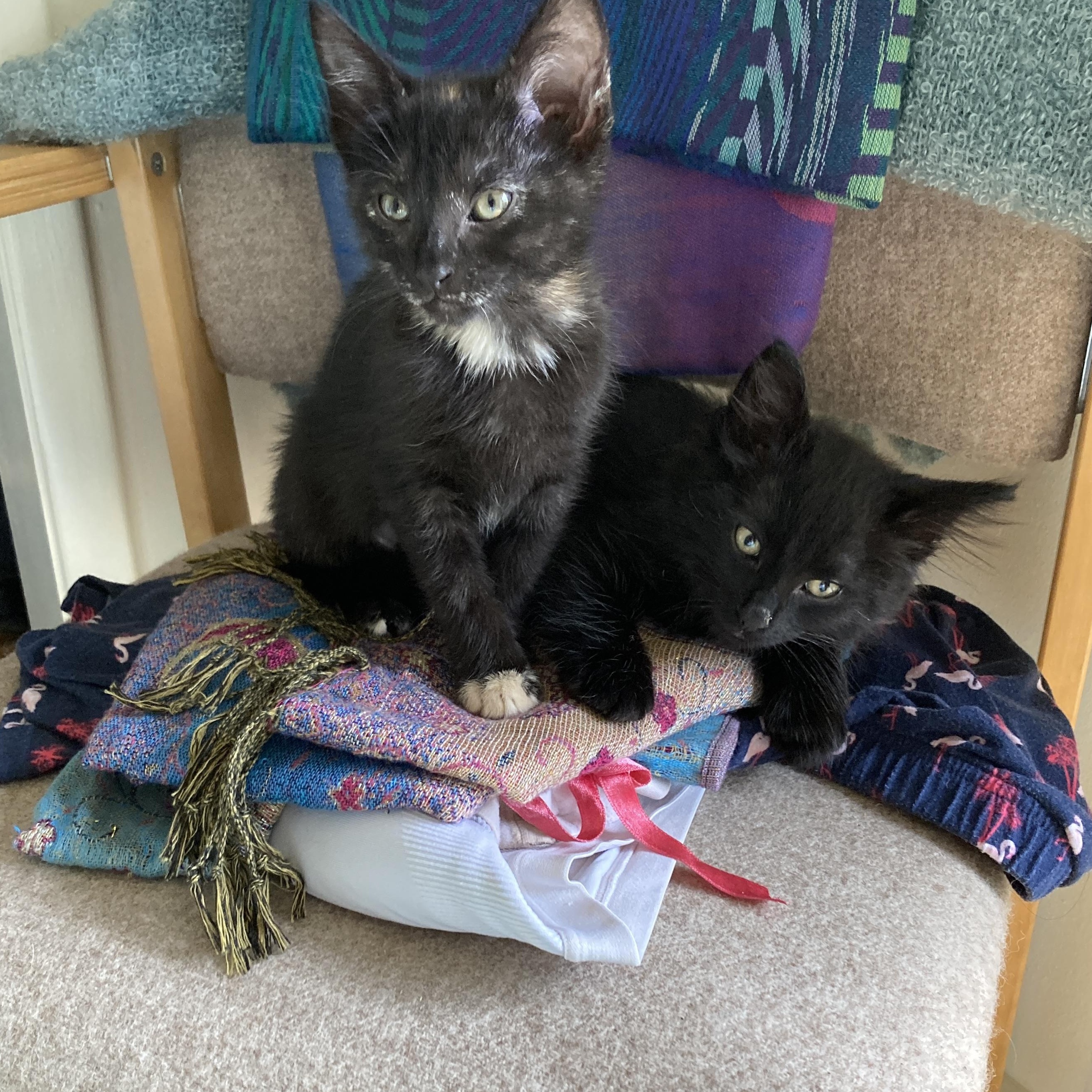 Chinook and Hubbell, Baby Female unknown