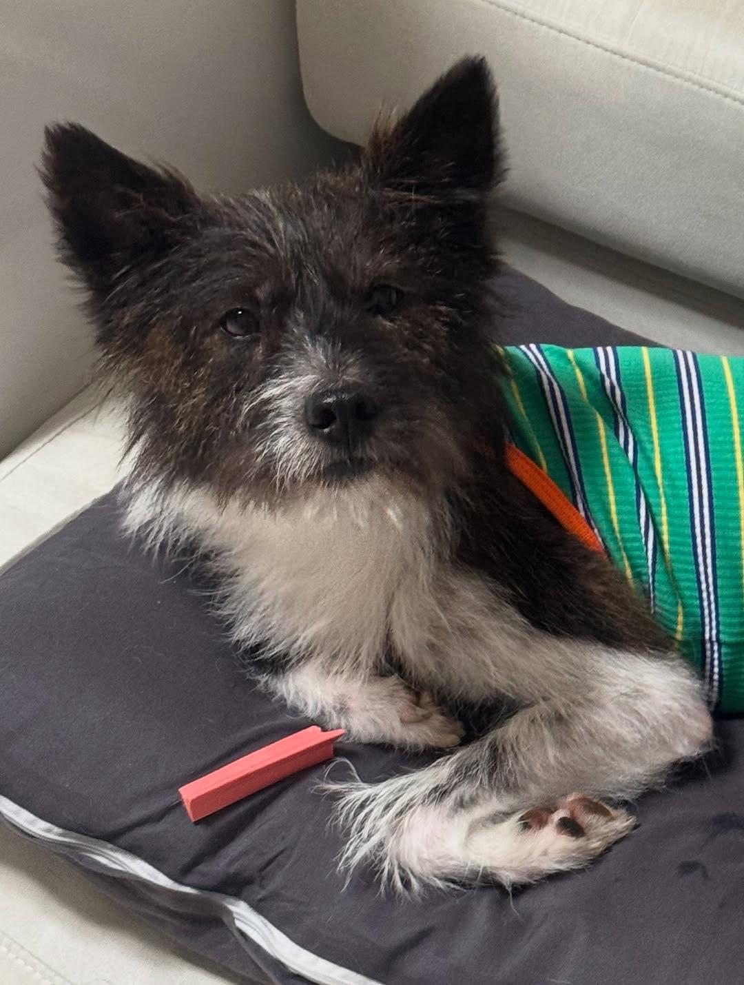 Bucky, an adoptable Wire Fox Terrier, Spitz in San Ramon, CA, 94582 | Photo Image 4