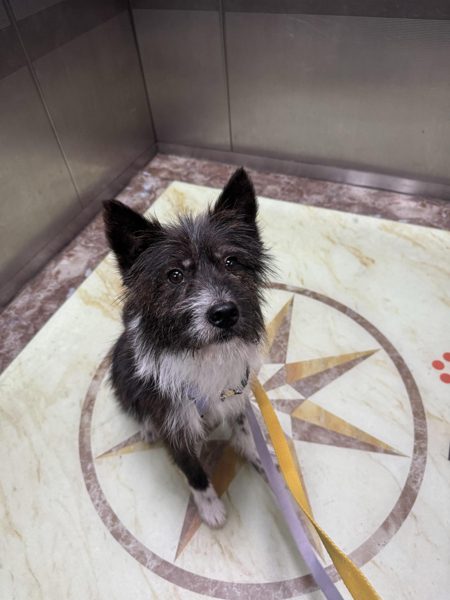 Bucky, an adoptable Wire Fox Terrier, Spitz in San Ramon, CA, 94582 | Photo Image 5