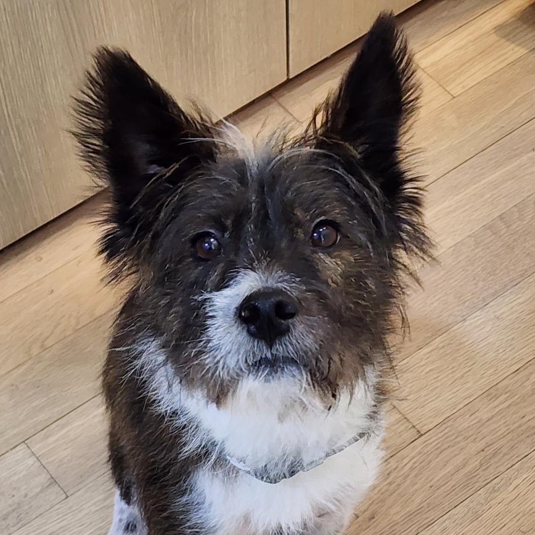 Bucky, an adoptable Wire Fox Terrier, Spitz in San Ramon, CA, 94582 | Photo Image 1