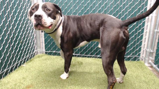 LEO, Adoptable, Young Male Pit Bull Terrier.