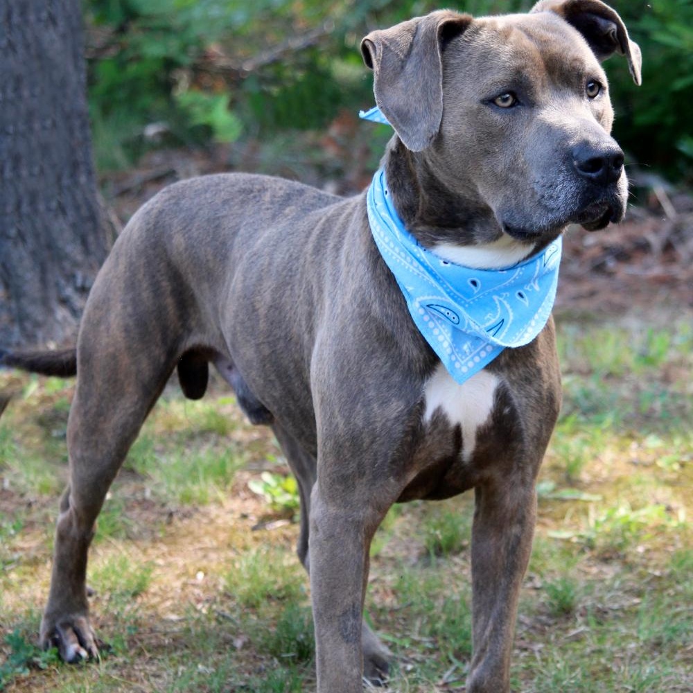 Enlarge Murf, a Adopted mixed breed in Cheboygan, MI image 4/6