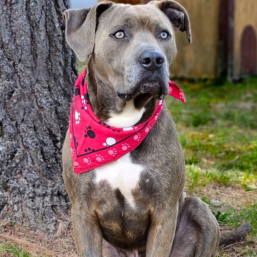 Enlarge Murf, a Adopted mixed breed in Cheboygan, MI image 1/6