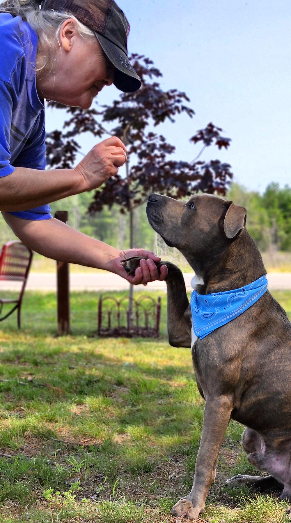 Enlarge Murf, a Adopted mixed breed in Cheboygan, MI image 6/6
