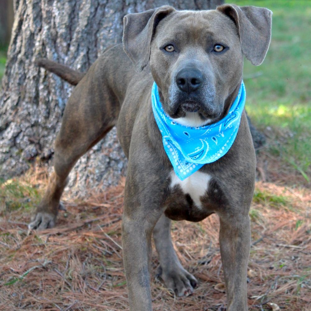 Enlarge Murf, a Adopted mixed breed in Cheboygan, MI image 2/6