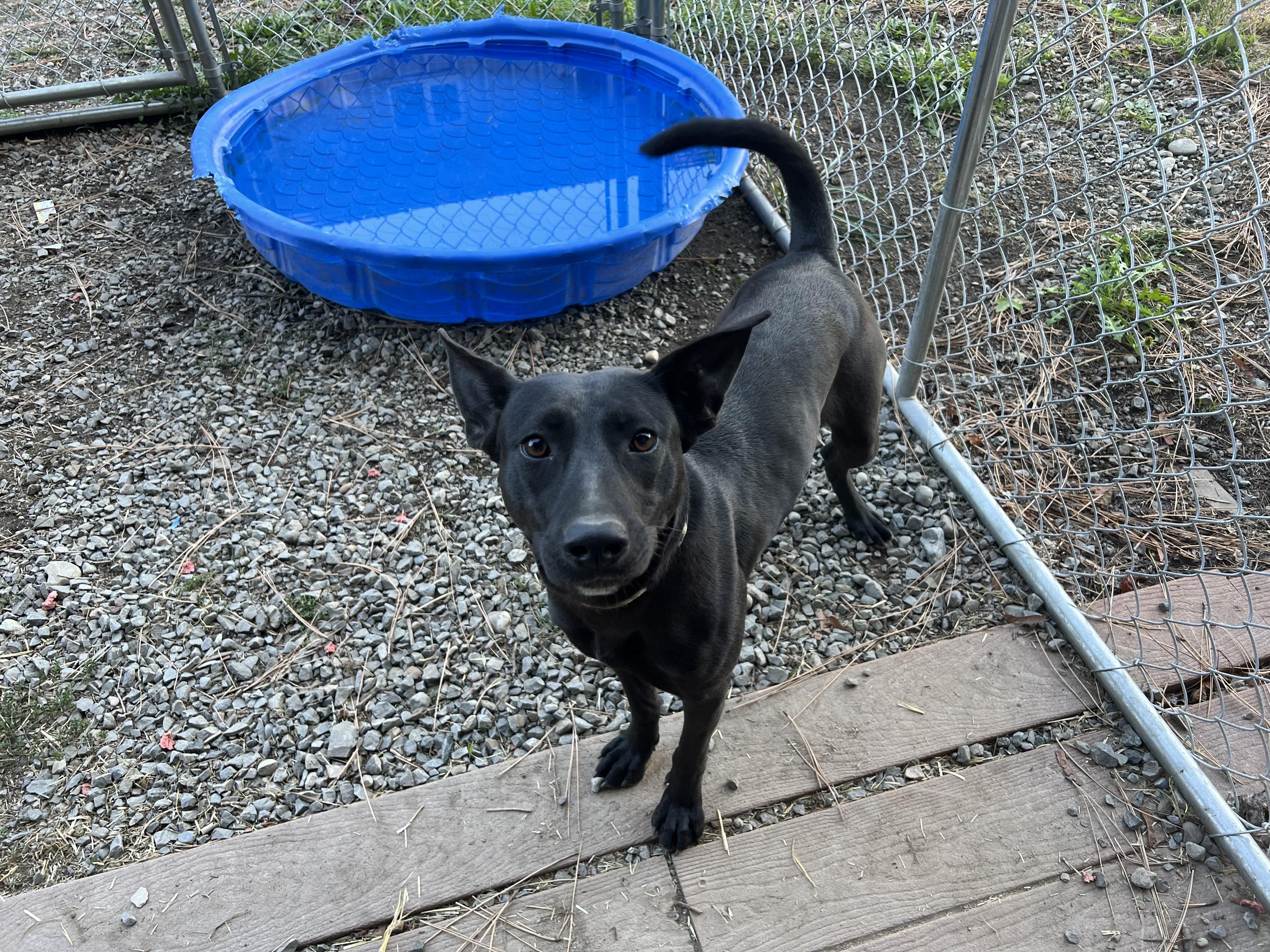 Gabby, an adoptable Basenji in Bonners Ferry, ID, 83805 | Photo Image 2