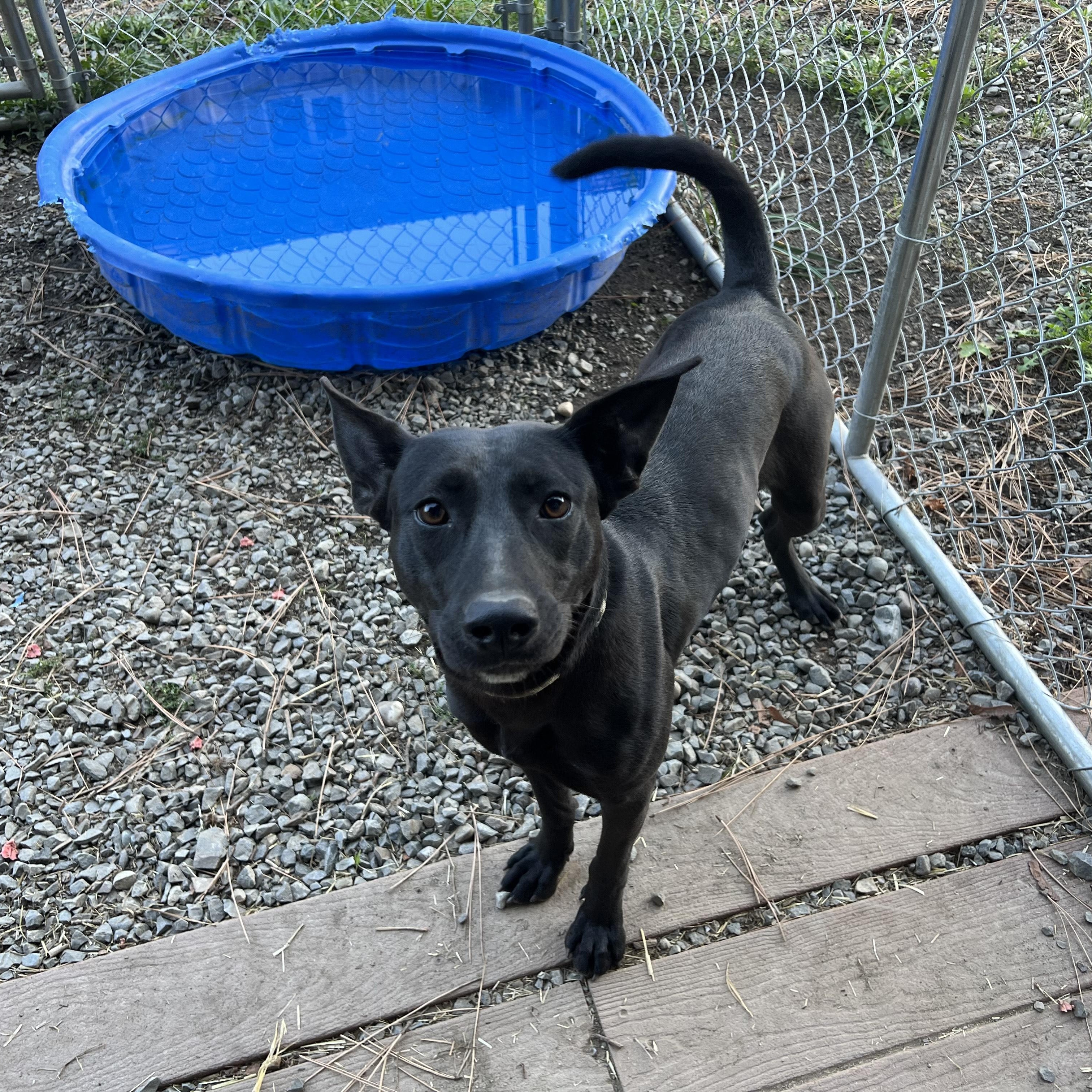 Gabby, a Adoptable mixed breed in Bonners Ferry, ID image 2/2