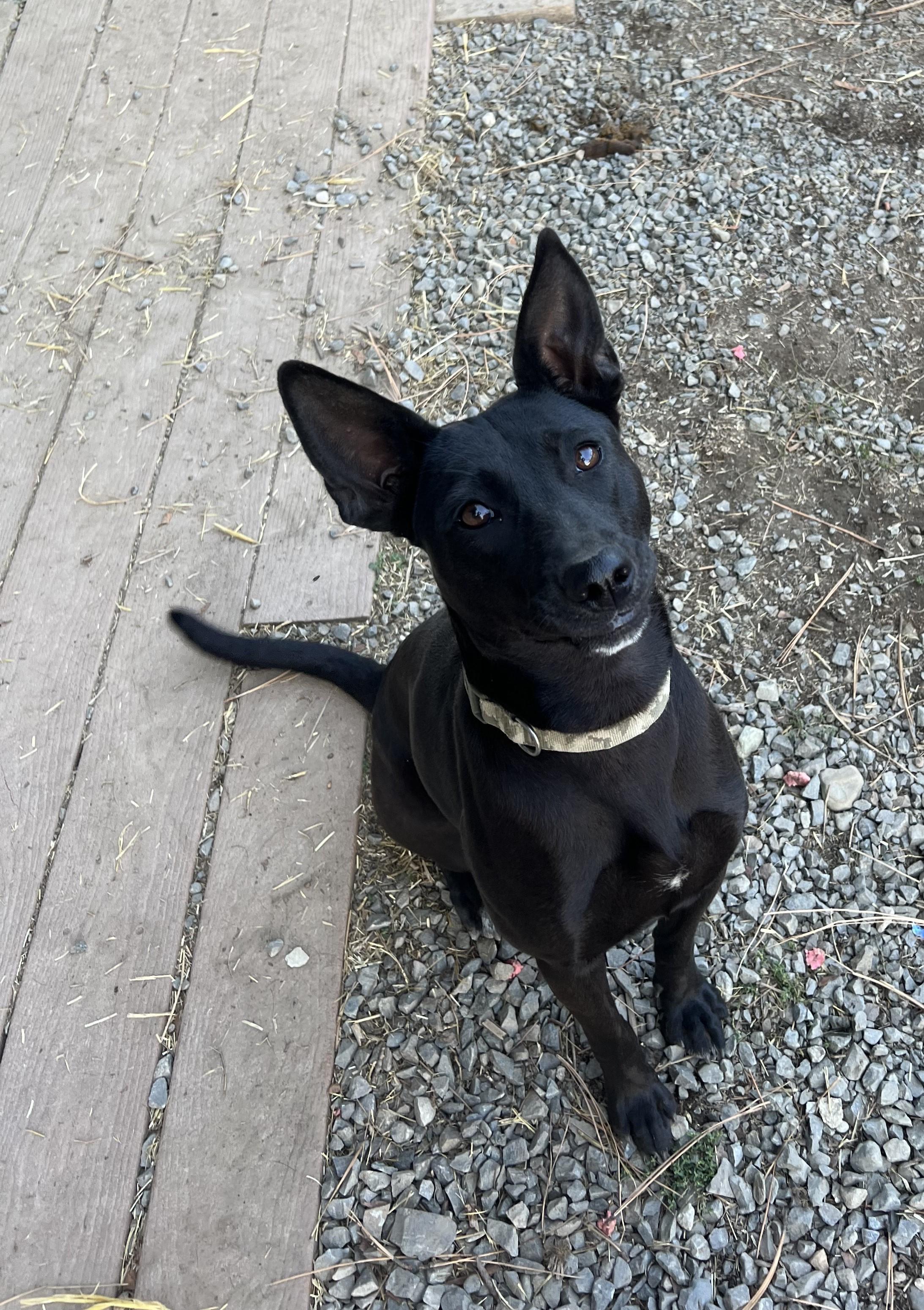 Gabby, an adoptable Basenji in Bonners Ferry, ID, 83805 | Photo Image 1