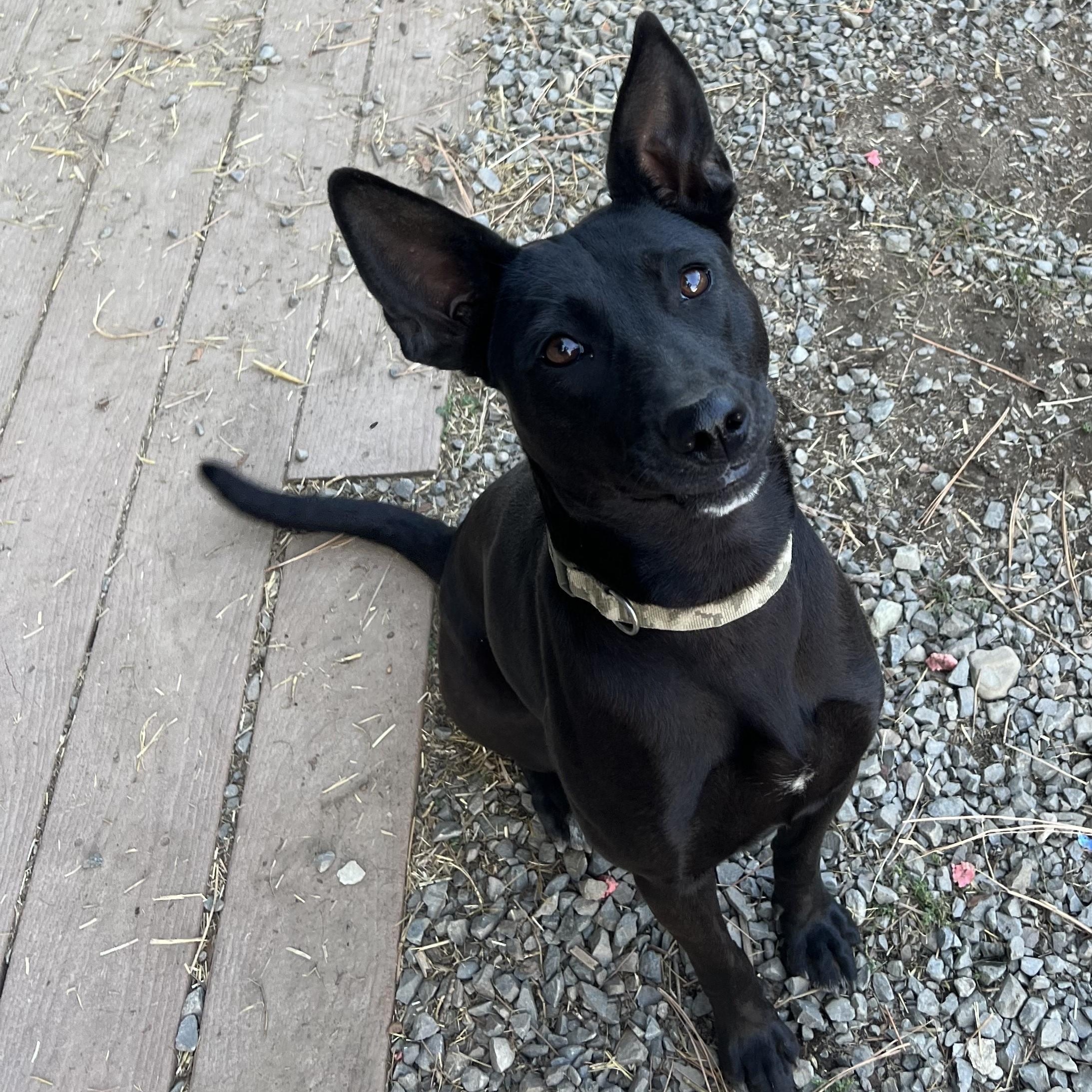 Gabby, a Adoptable mixed breed in Bonners Ferry, ID image 1/2
