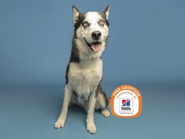 KENZO, Adoptable, Adult Male Husky.