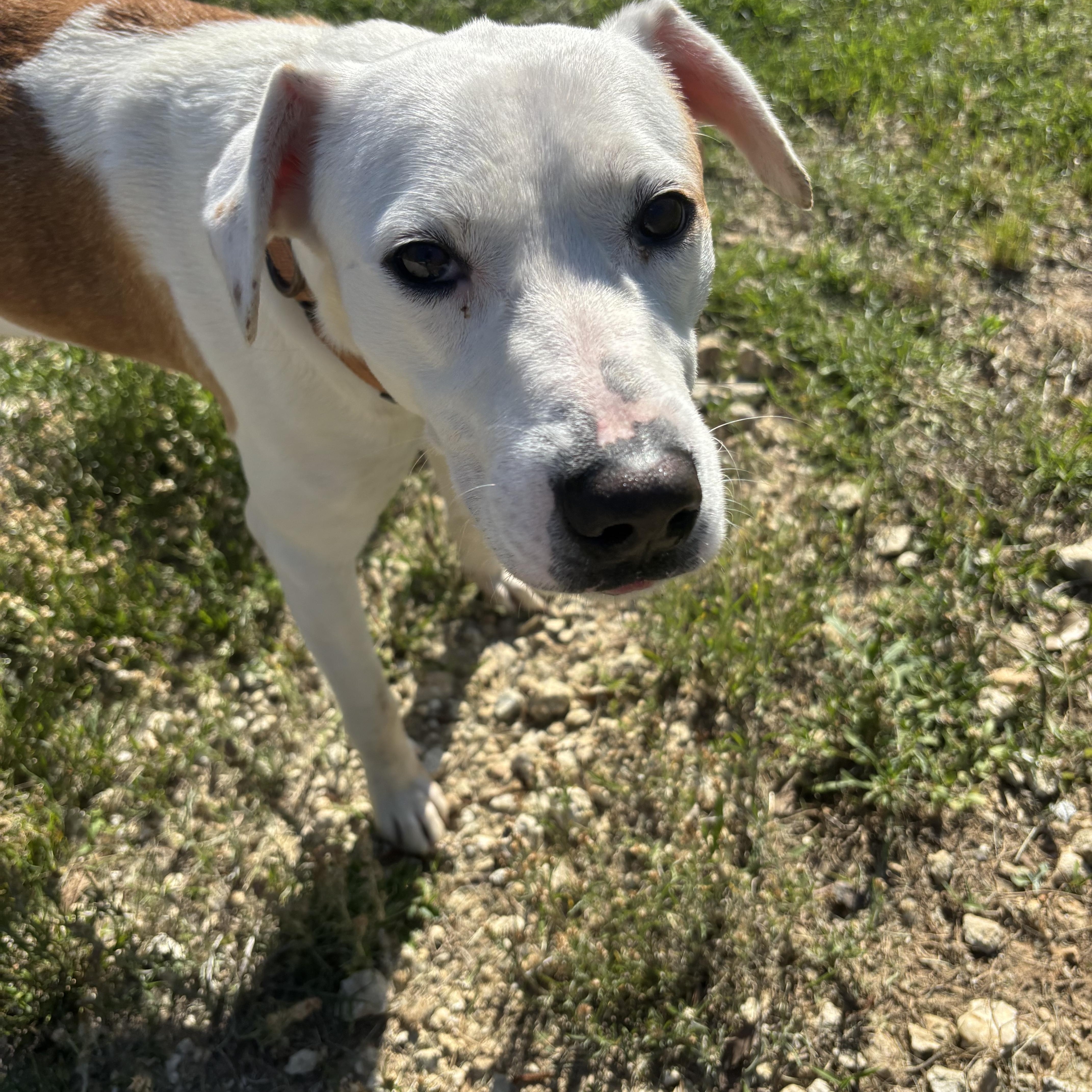 Enlarge Sam, a Adoptable mixed breed in Coldspring, TX image 1/4
