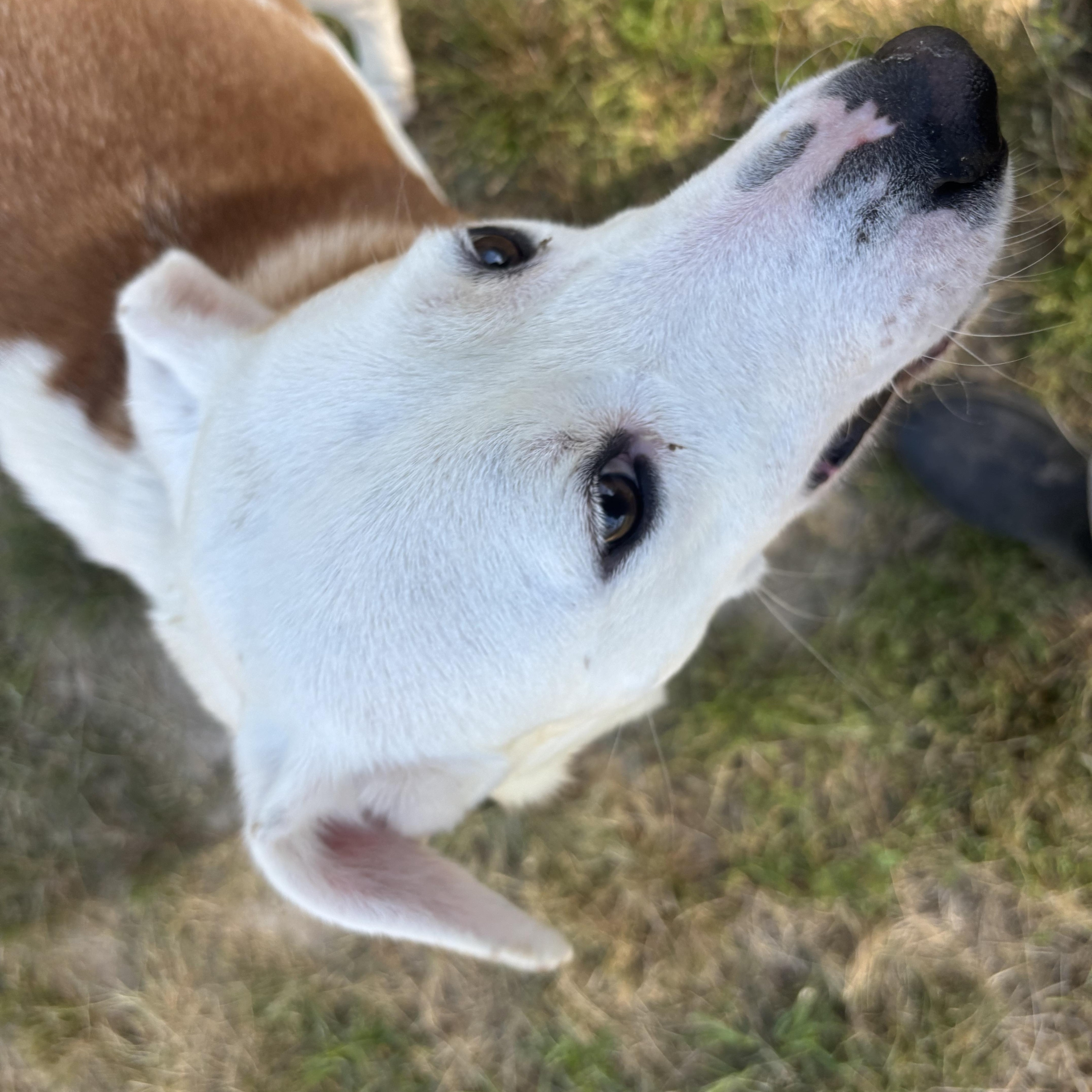 Enlarge Sam, a Adoptable mixed breed in Coldspring, TX image 2/4