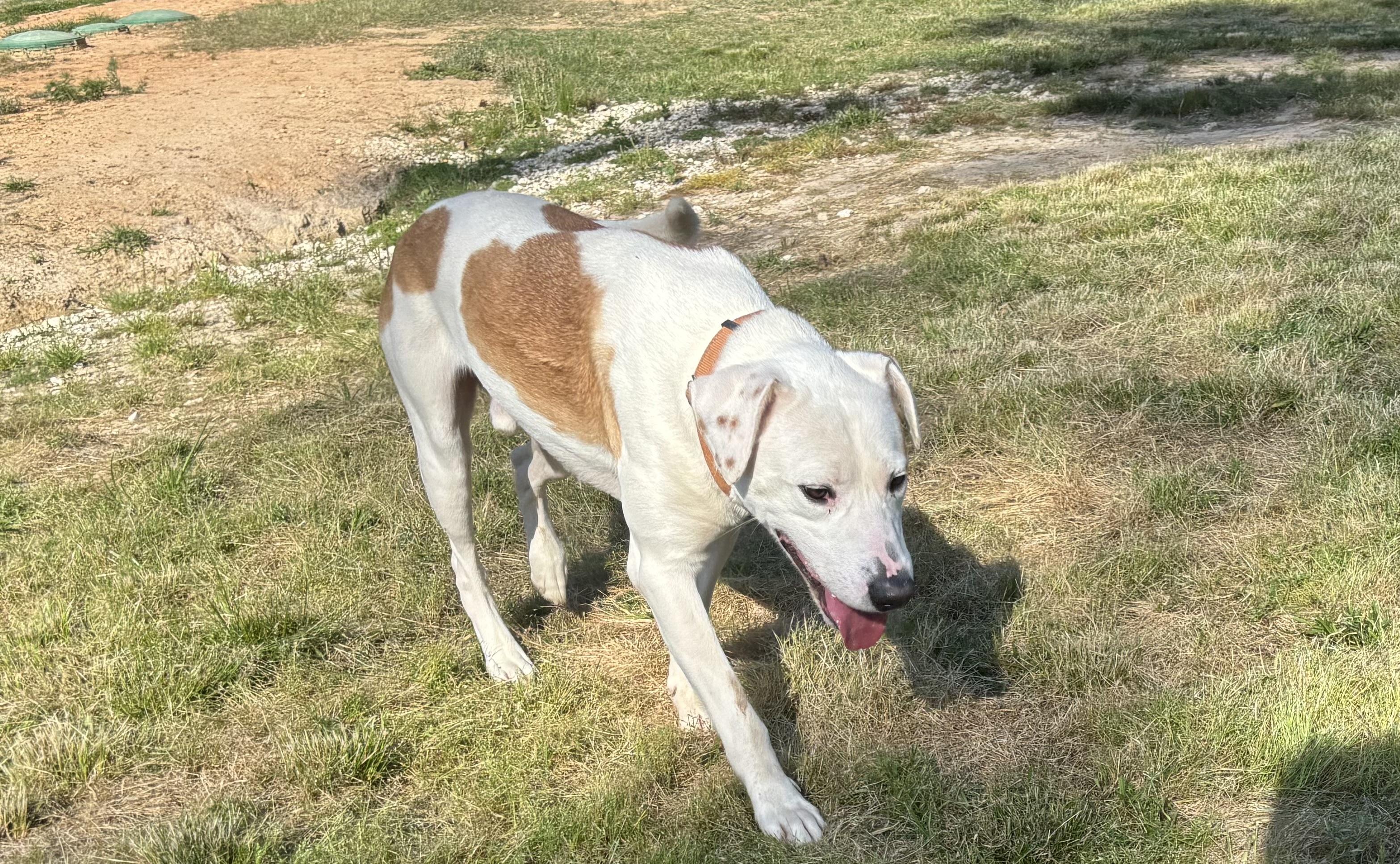 Enlarge Sam, a Adoptable mixed breed in Coldspring, TX image 3/4