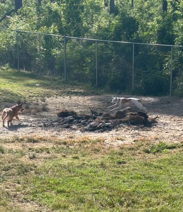 Enlarge Sam, a Adoptable mixed breed in Coldspring, TX video 4/4