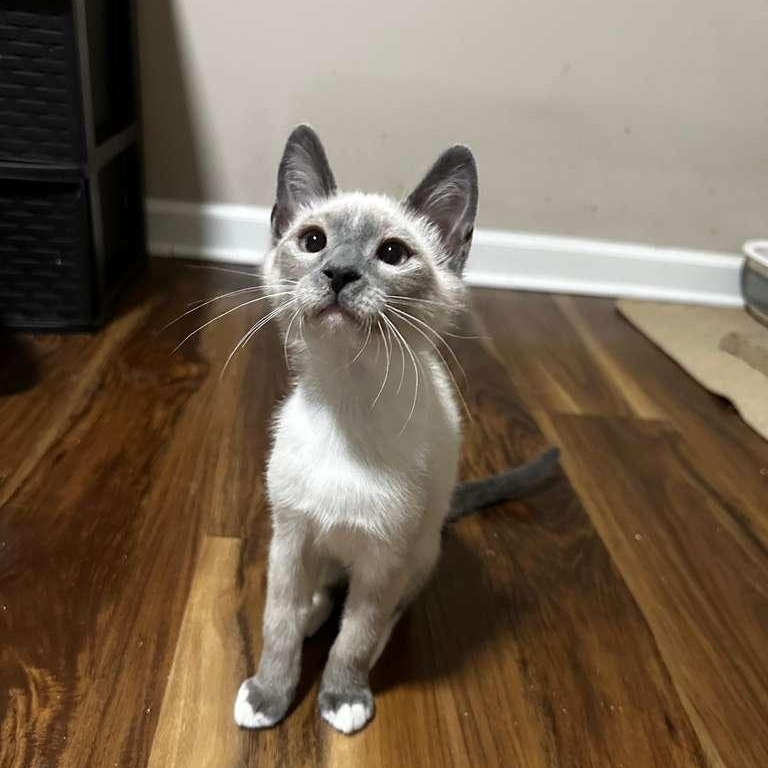 Nikko (bonded with Mito), Adoptable, Kitten Male Siamese.