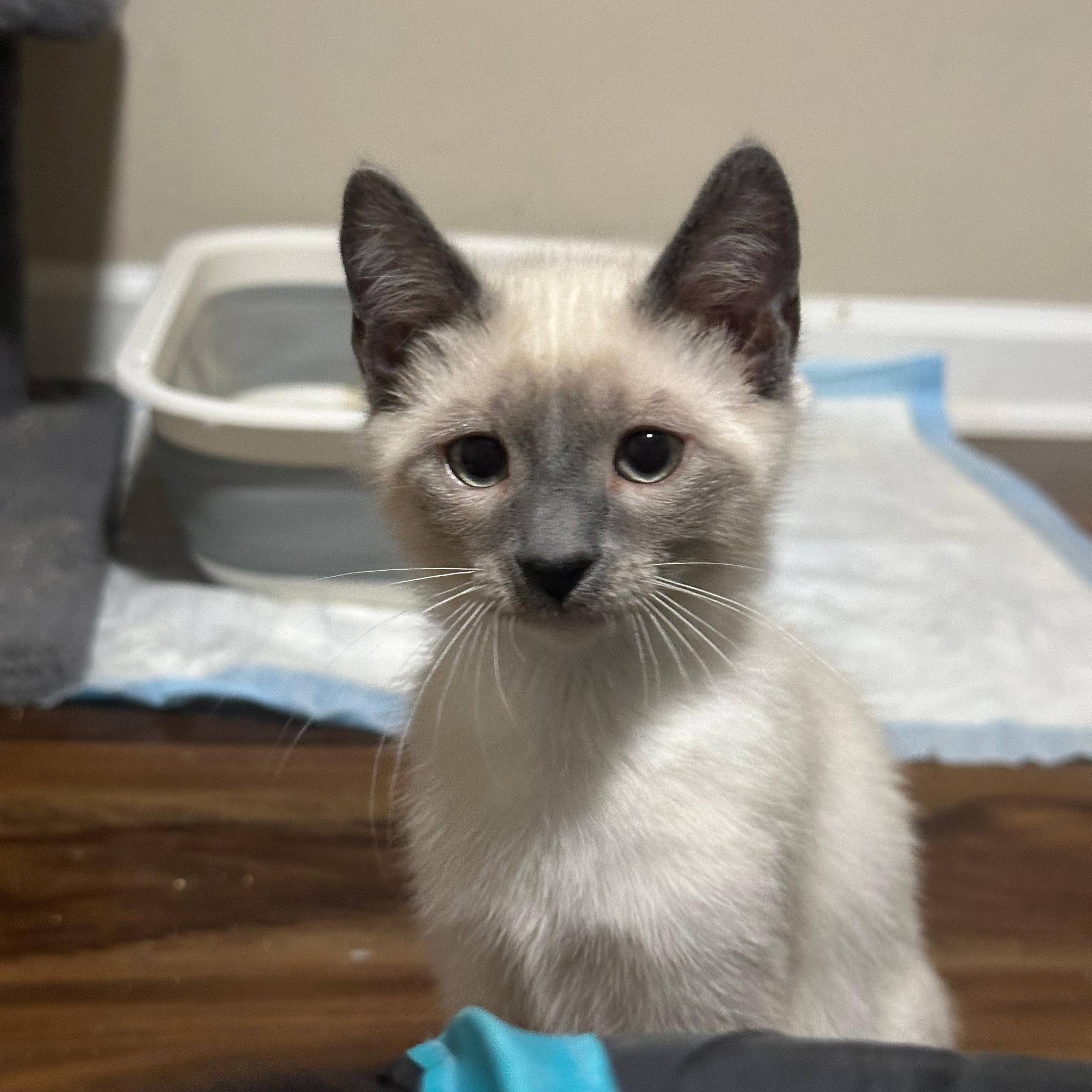 Nikko (bonded with Mito), Adoptable, Kitten Male Siamese.