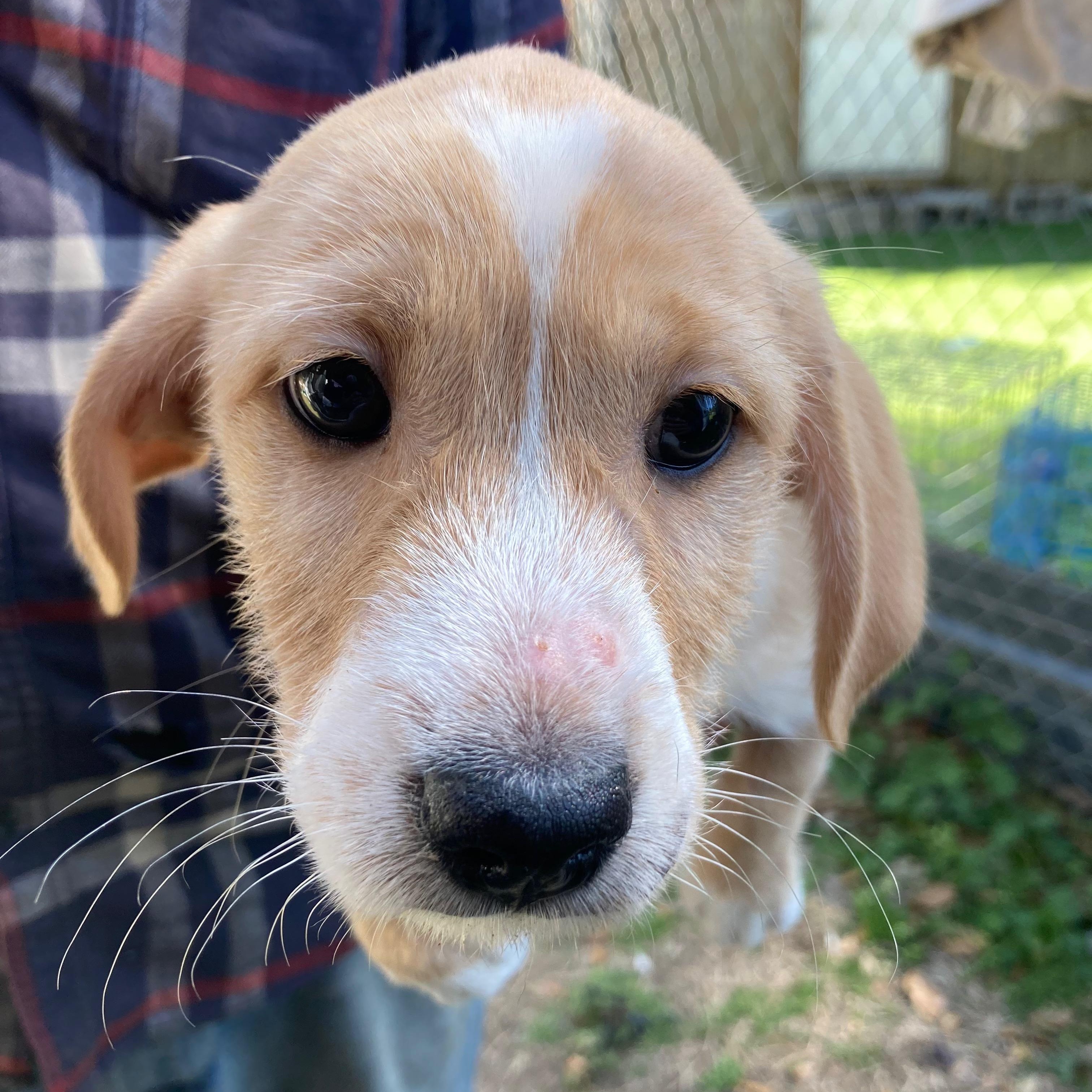Valentino, ADOPTABLE, Puppy Male Labrador Retriever.