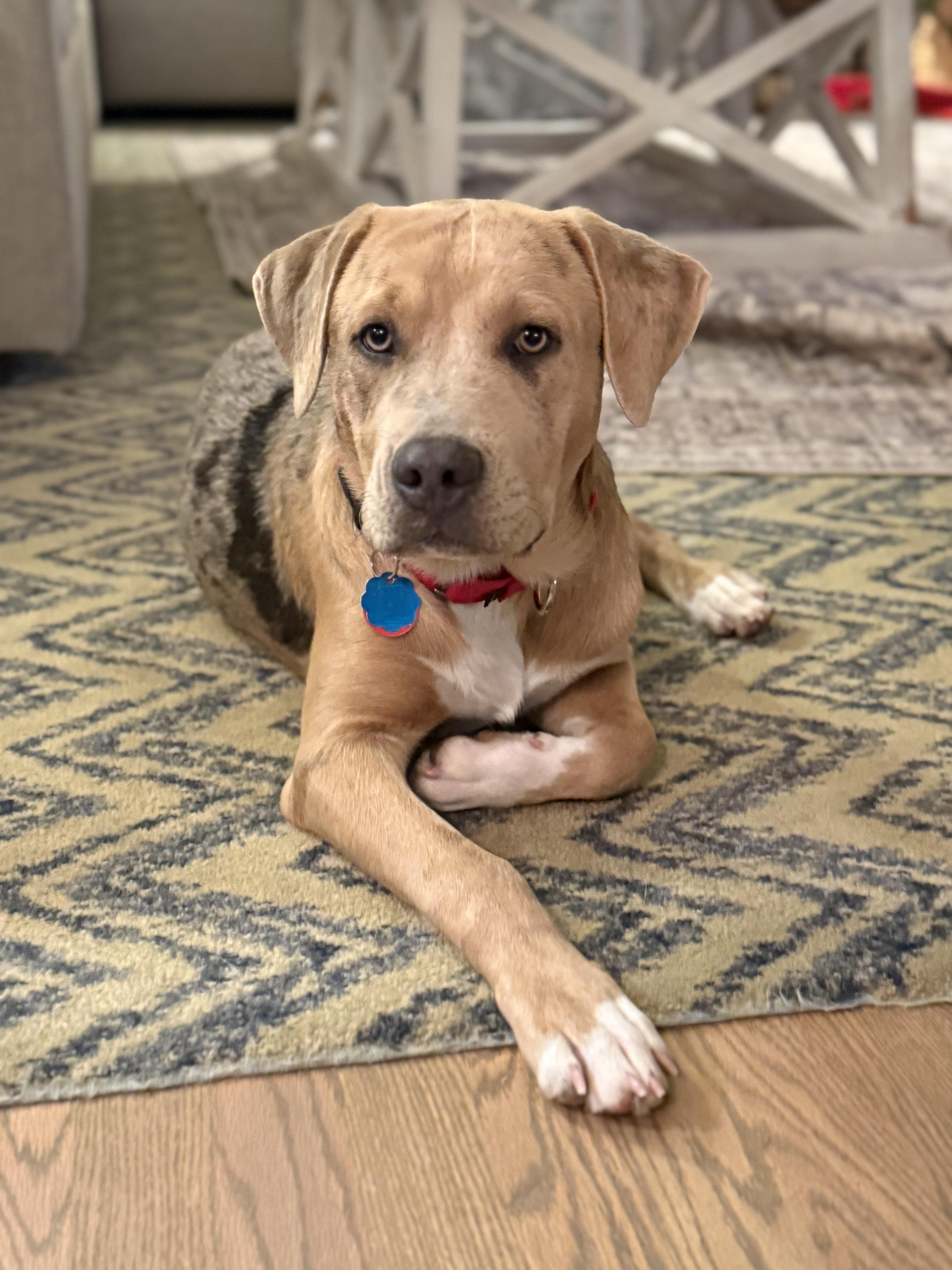 Reno, ADOPTABLE, Puppy Male Labrador Retriever & Catahoula Leopard Dog.