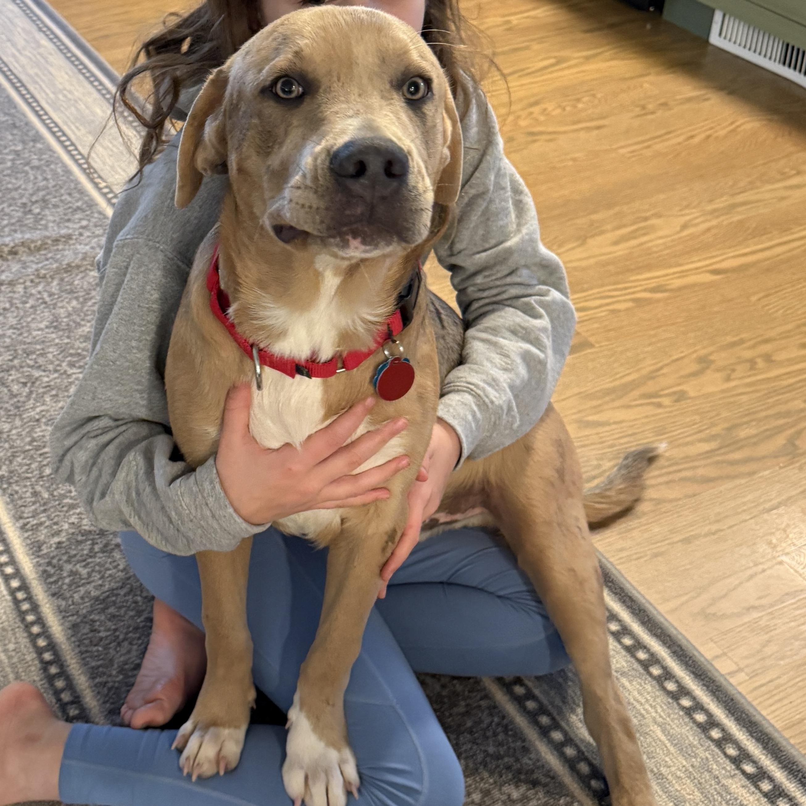 Enlarge Reno, an adoption pending mixed breed in Chatham, NJ image 2/6