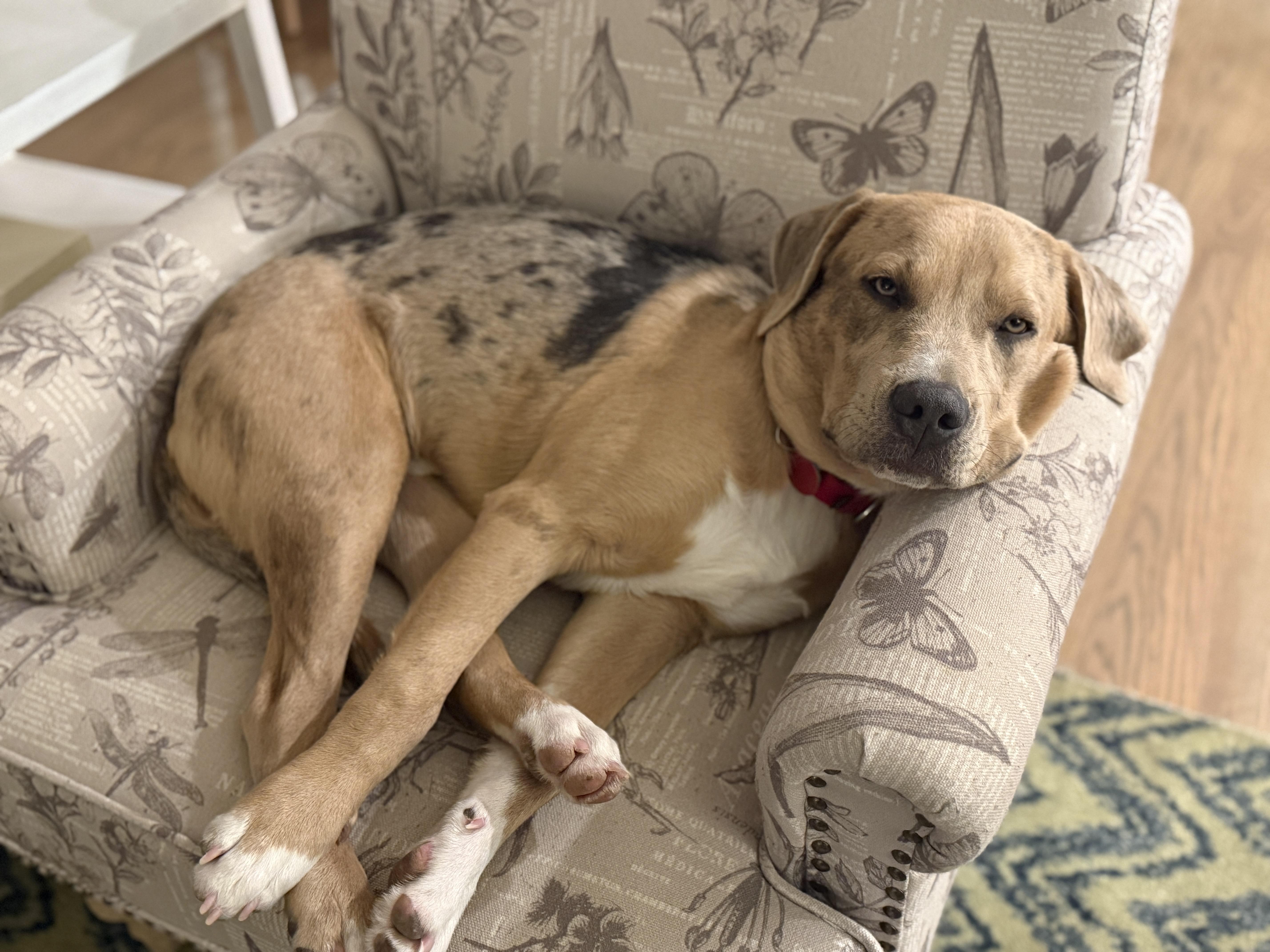 Enlarge Reno, an adoption pending mixed breed in Chatham, NJ image 3/6