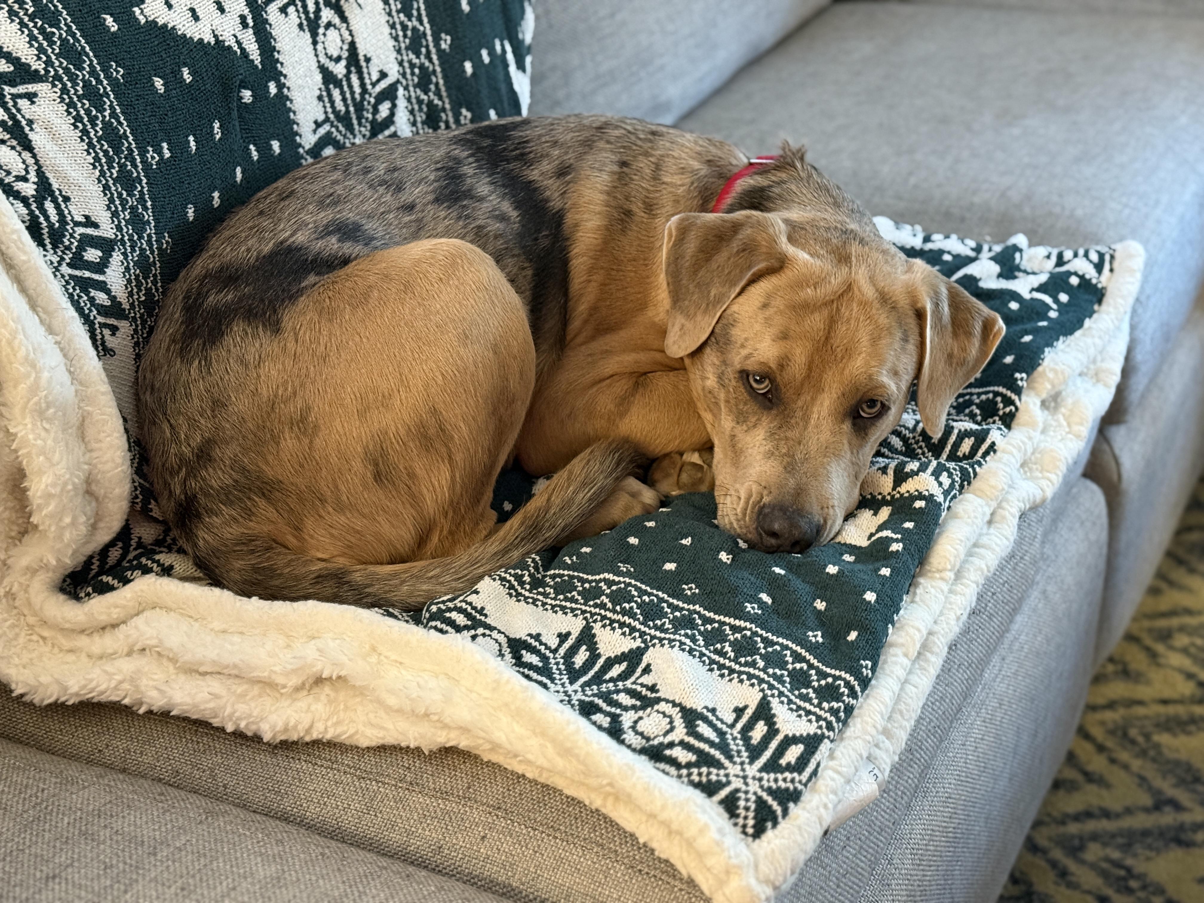 Enlarge Reno, an adoption pending mixed breed in Chatham, NJ image 4/6