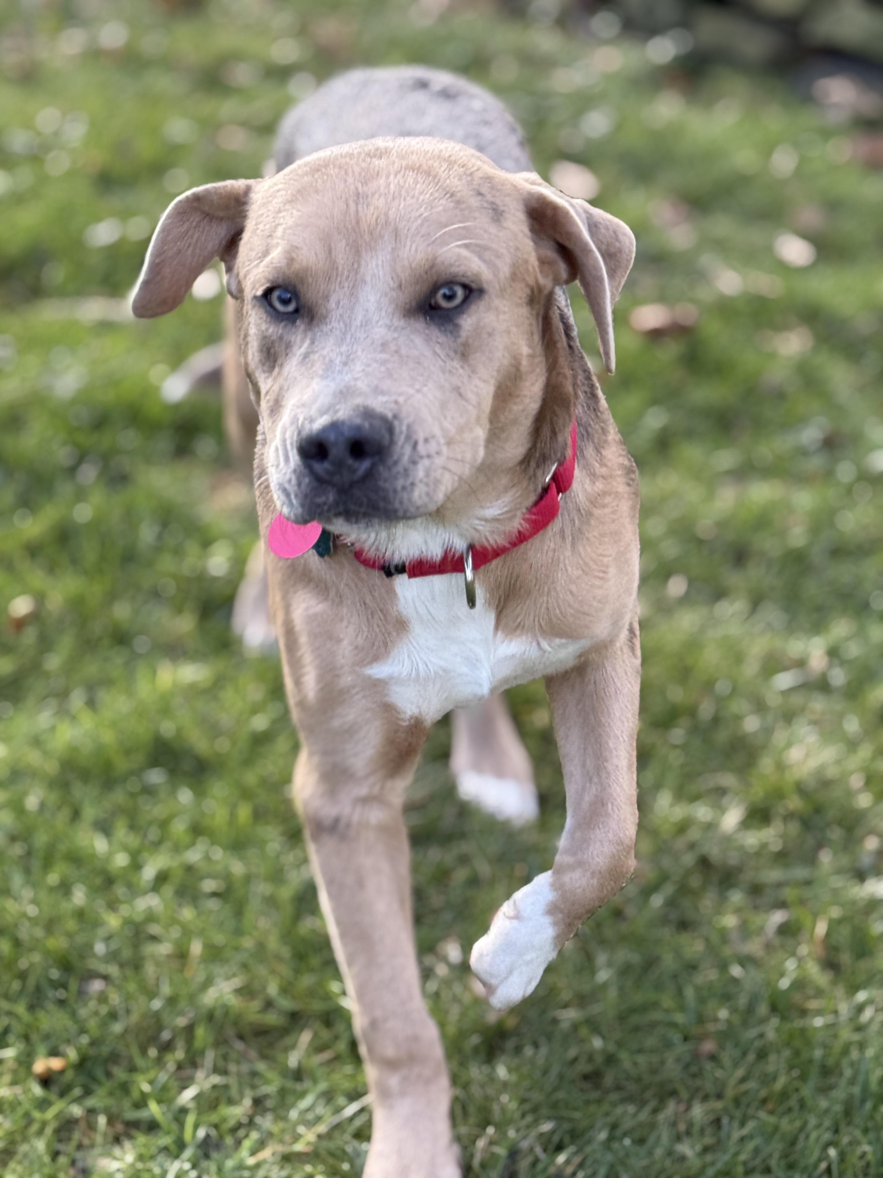 Enlarge Reno, an adoption pending mixed breed in Chatham, NJ image 5/6