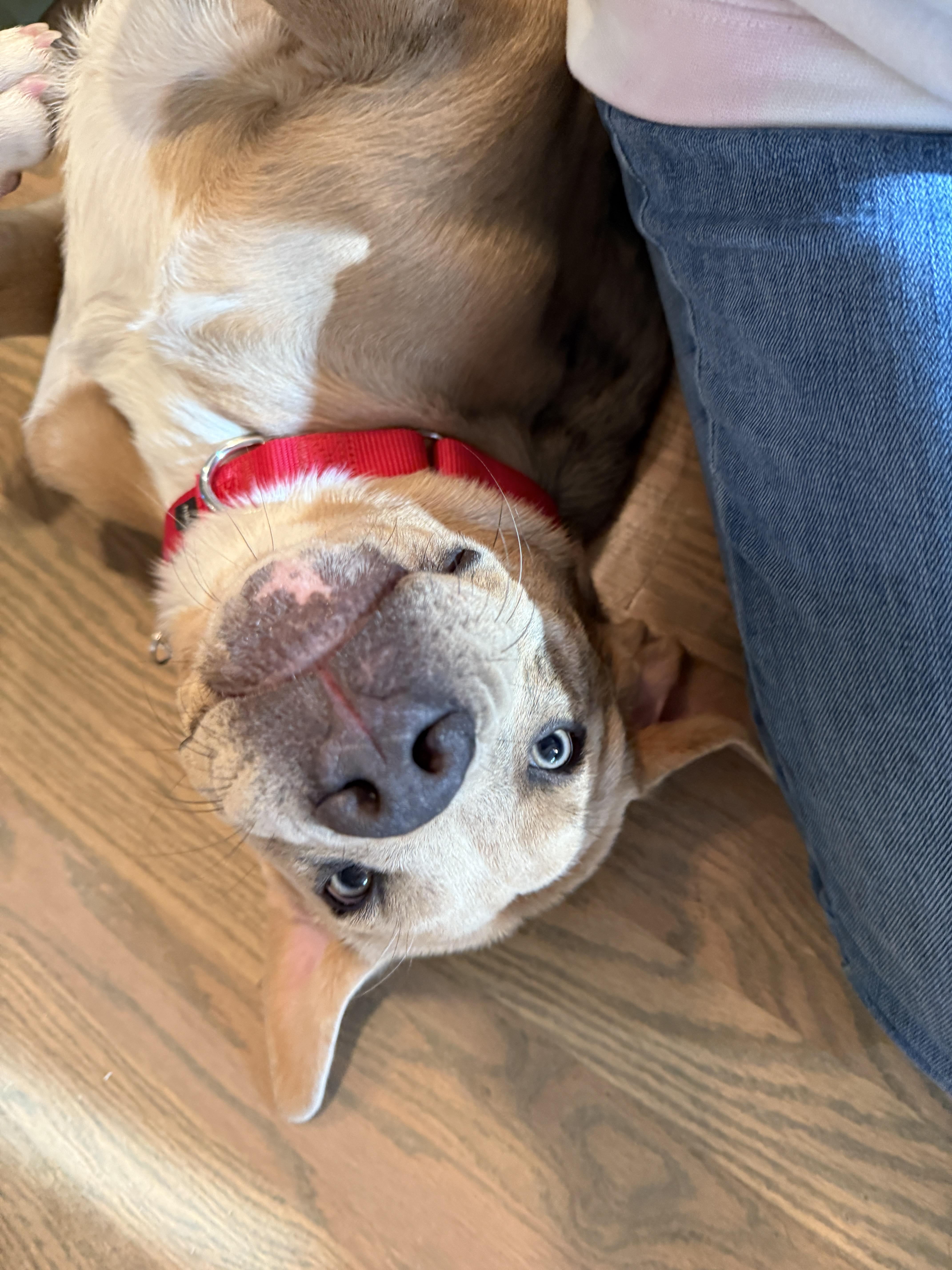 Enlarge Reno, an adoption pending mixed breed in Chatham, NJ image 6/6