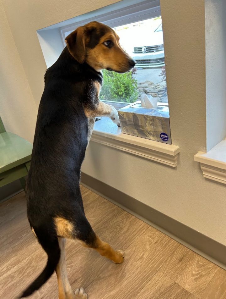 Enlarge Lady, a Adopted mixed breed in Hot Springs, AR image 1/3