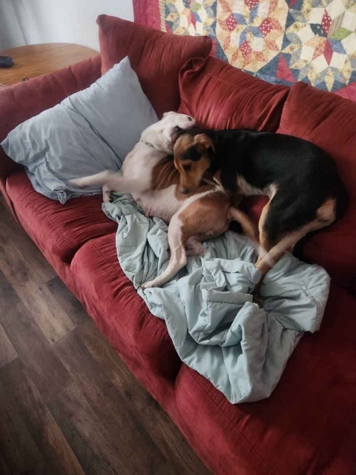 Enlarge Lady, a Adopted mixed breed in Hot Springs, AR image 2/3